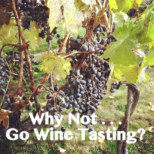 Why Not . . . Go Wine Tasting?