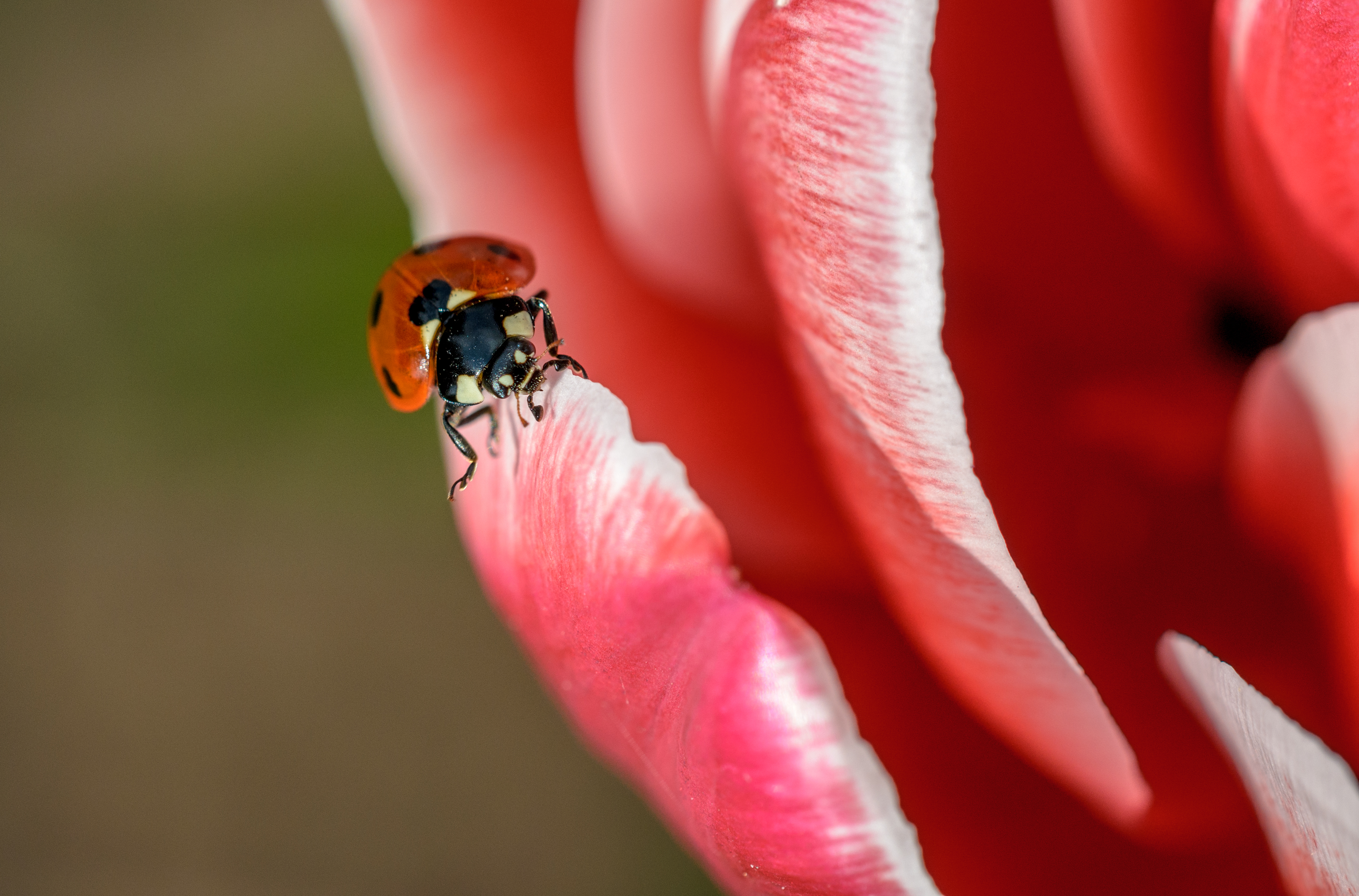 How to Build a Life for Ladybugs: Choosing Hope over Fear