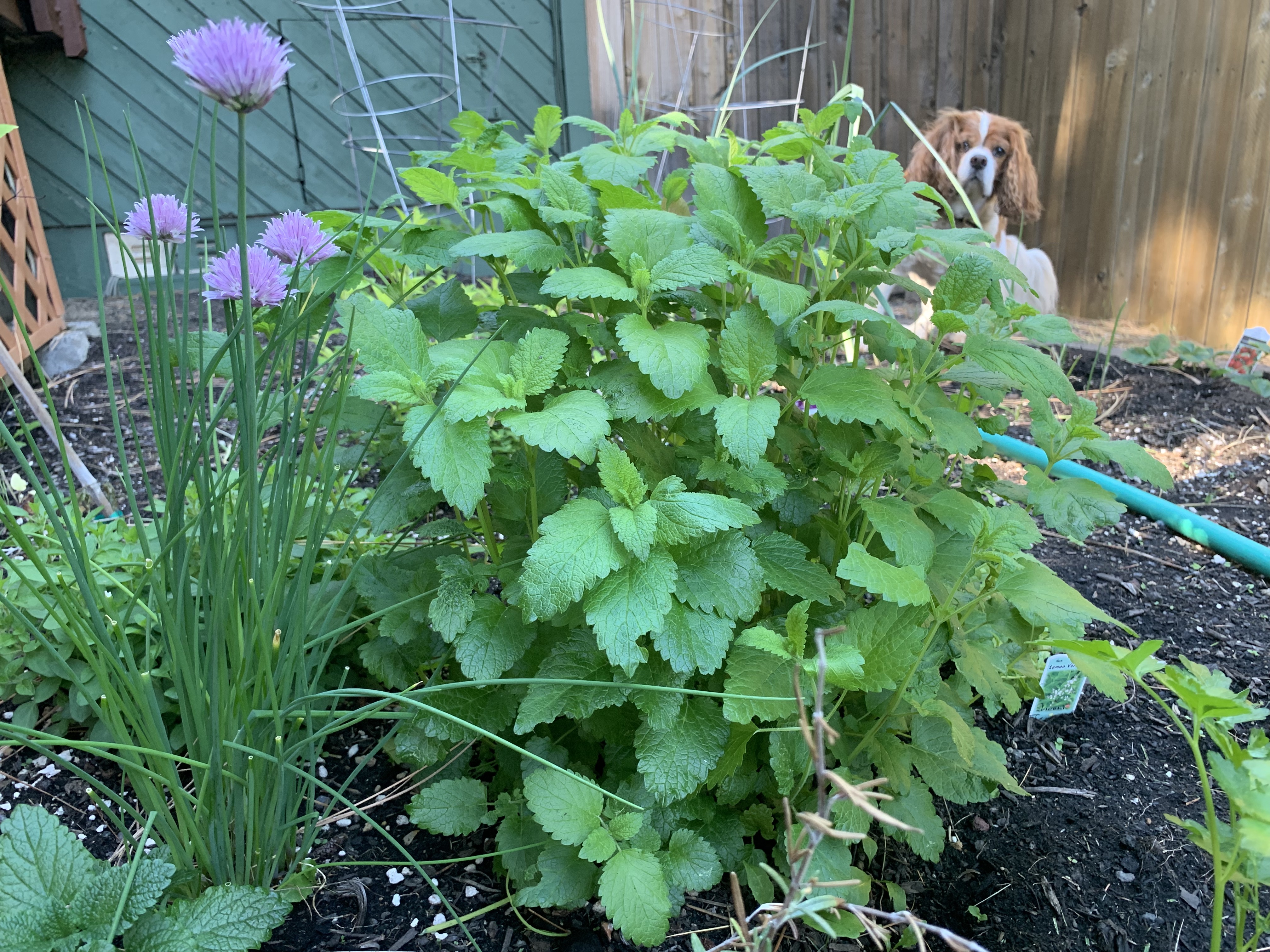 Why Not . . . Grow a(n) Herb Garden?