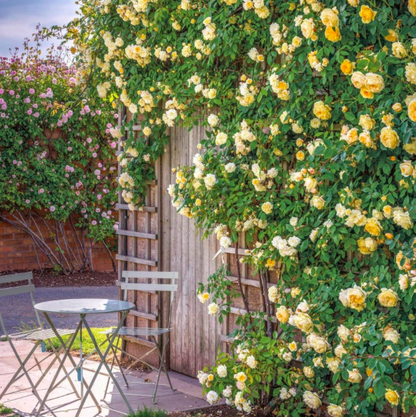 The Rambling Rose for Your Home & Garden The Simply Luxurious Life®
