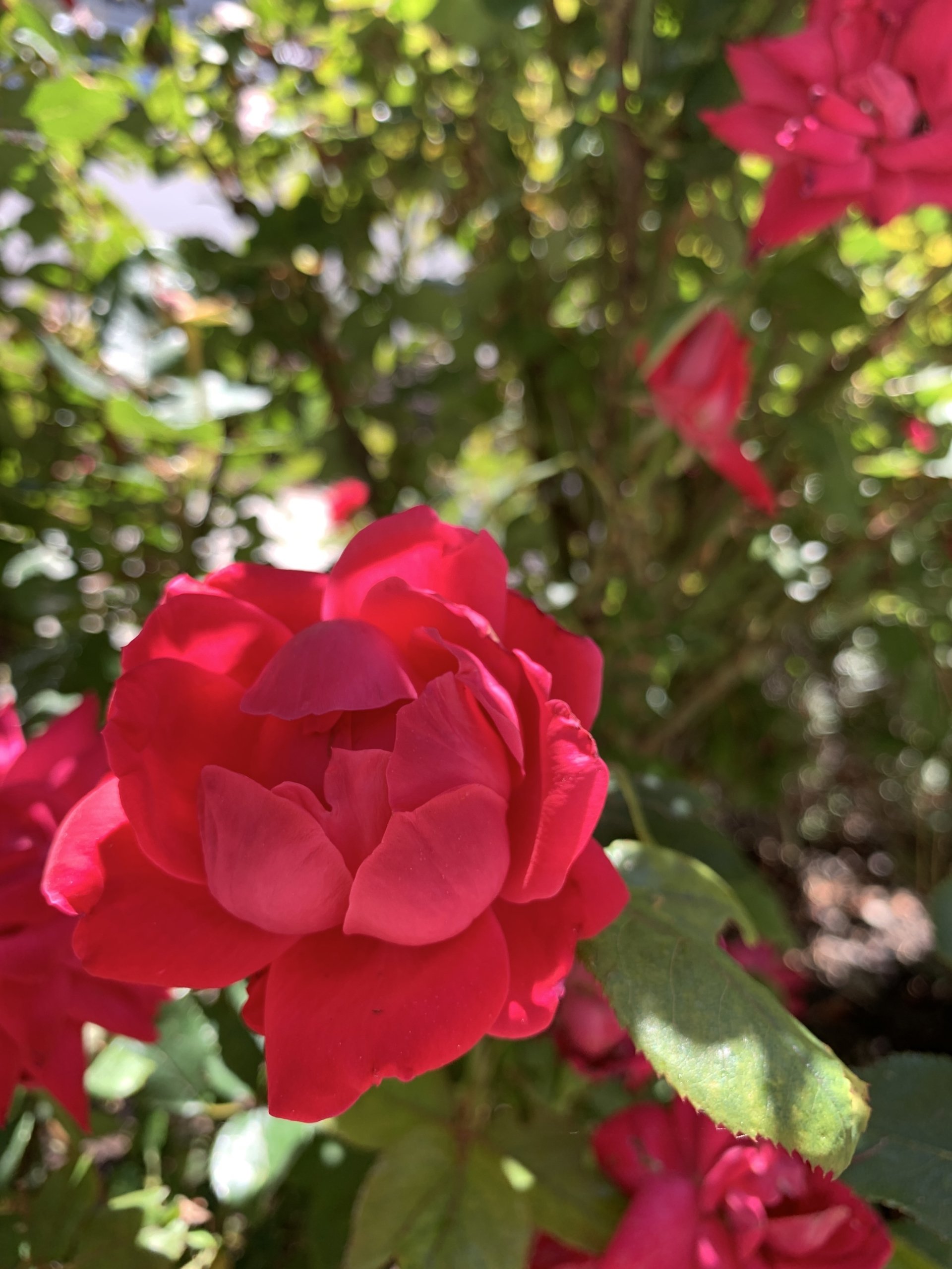 Redrosegarden