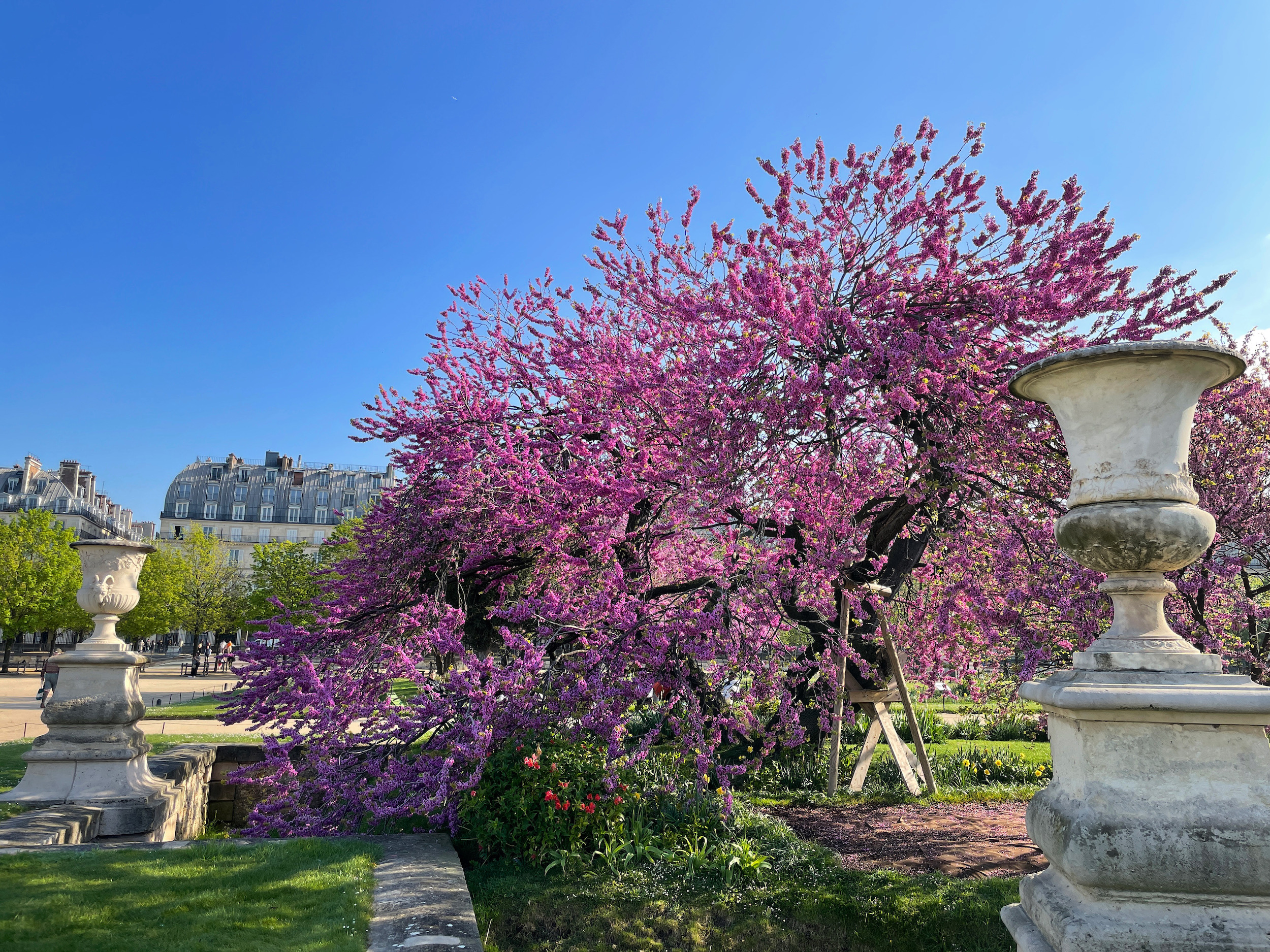 Visiting Les Jardins de Tuileries in Spring with TSLL