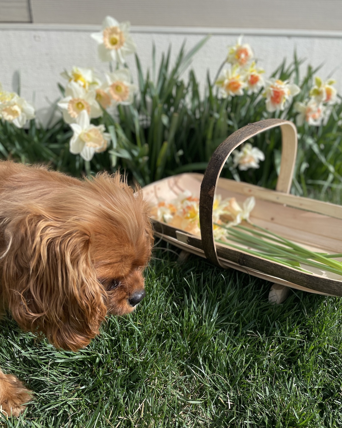 A Royal Sussex Flower Trug: The 4th Giveaway