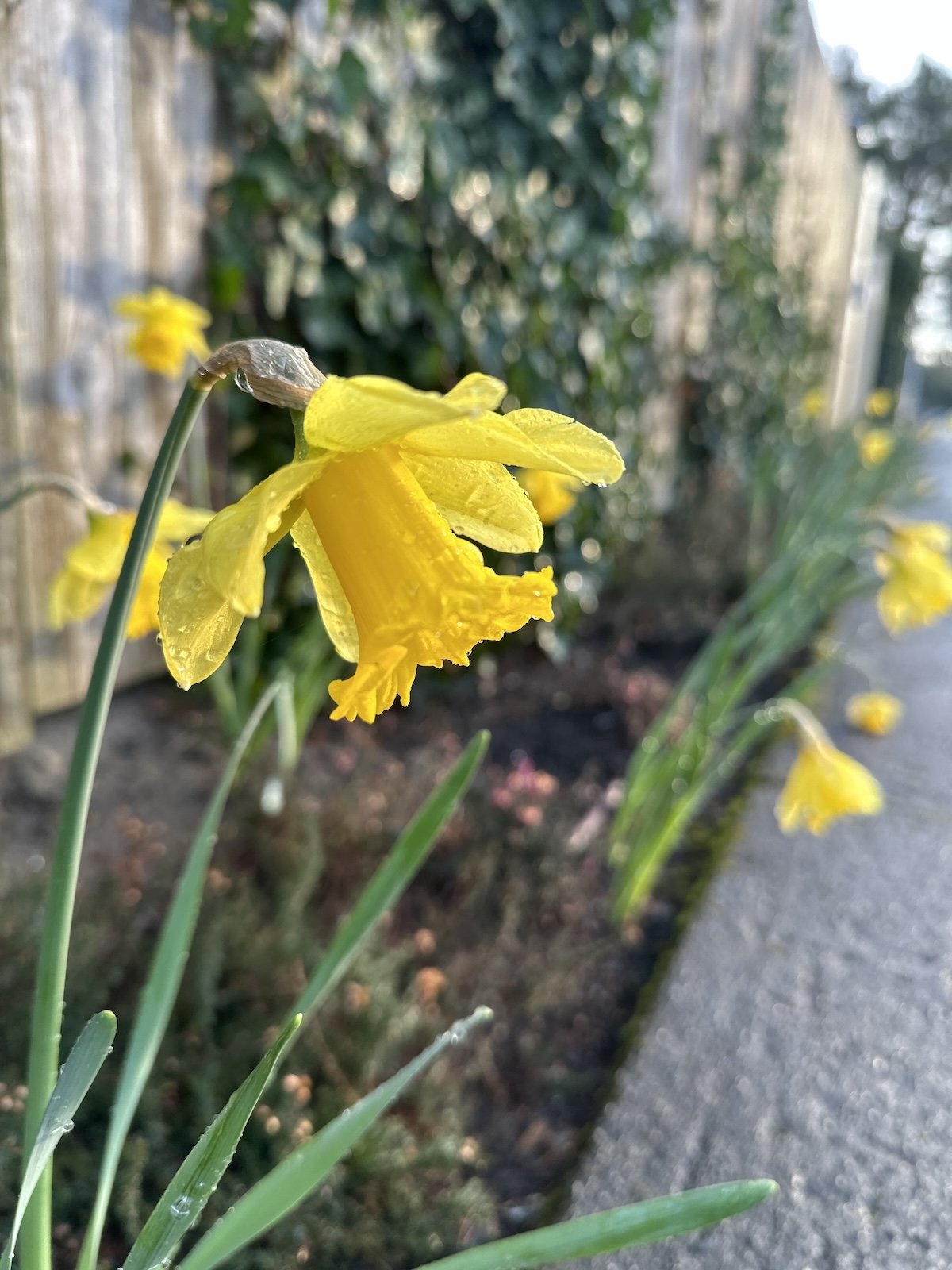Daffodilscoastfeb24 1