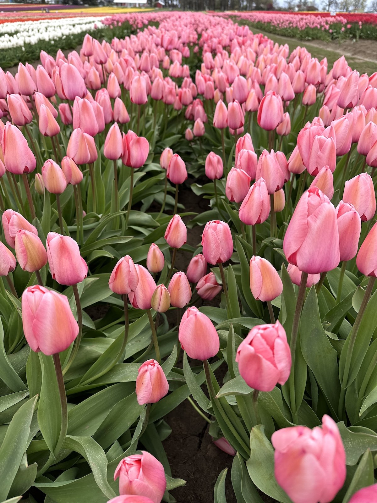 Visiting the Oregon Tulip Farm + Gardening in April at Le Papillon