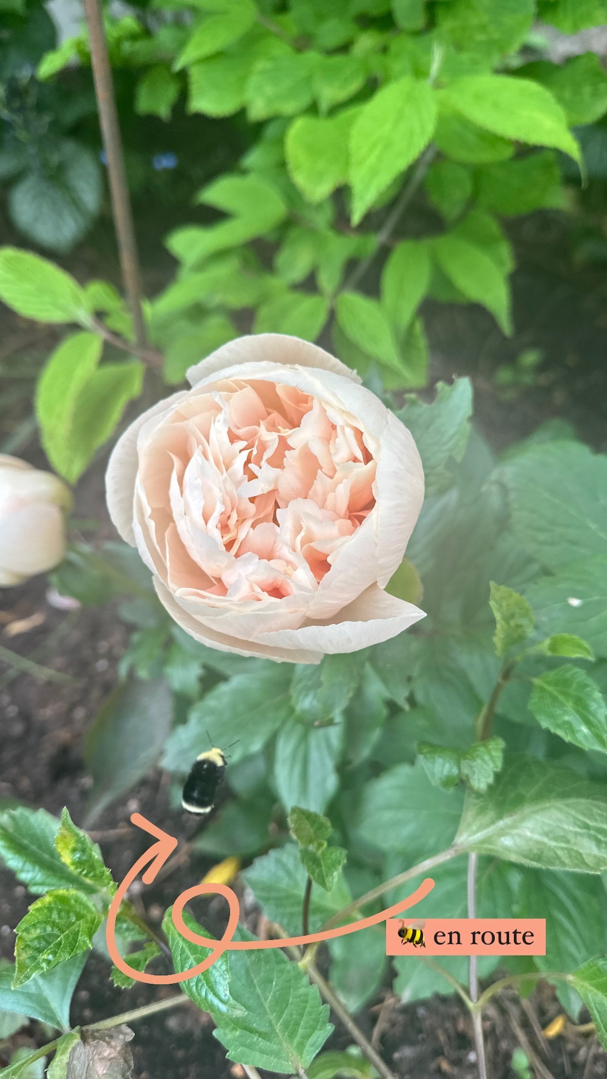 Beeenroutepeony24