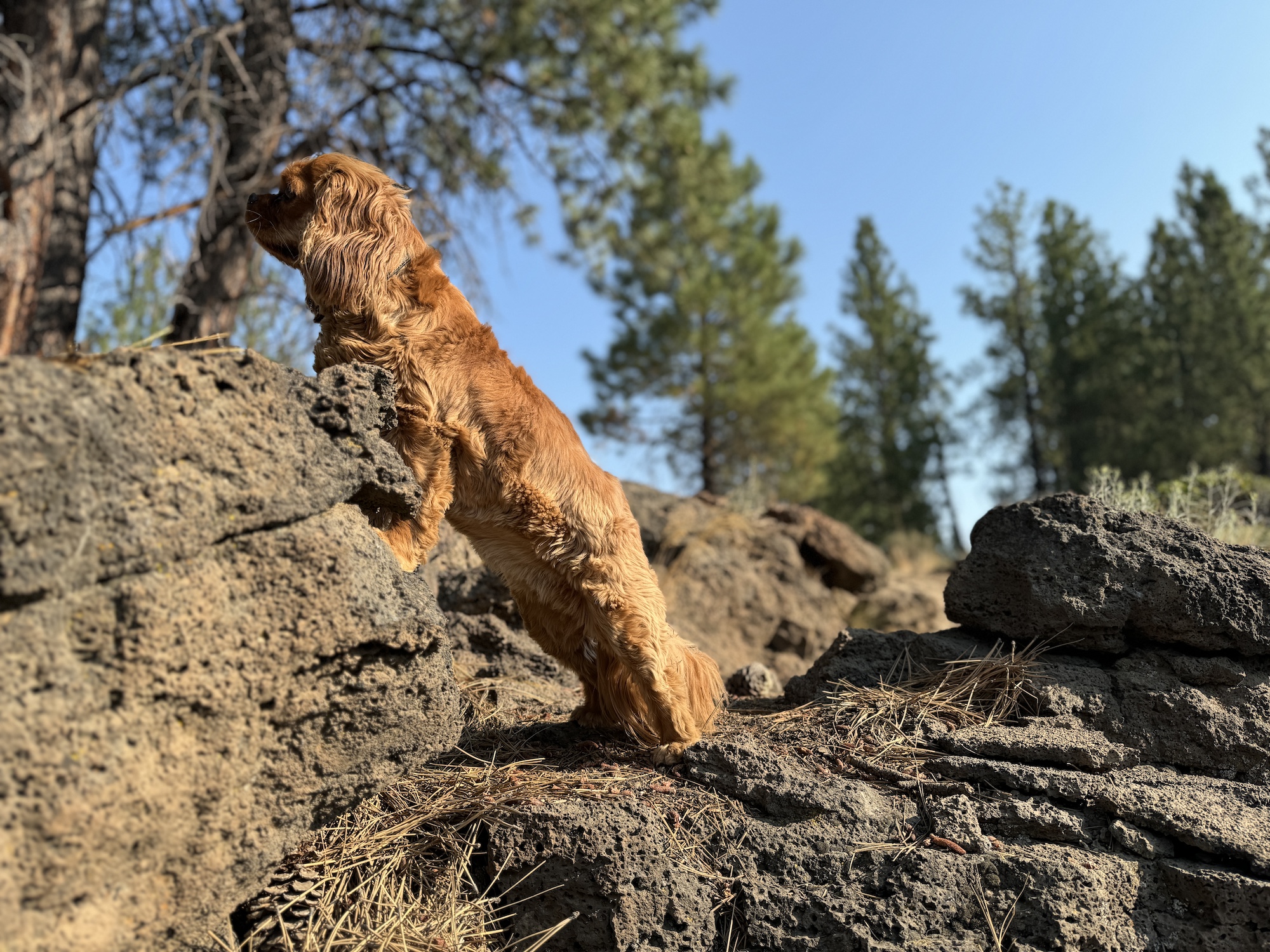 Nellerockschipmunkwatch24aug