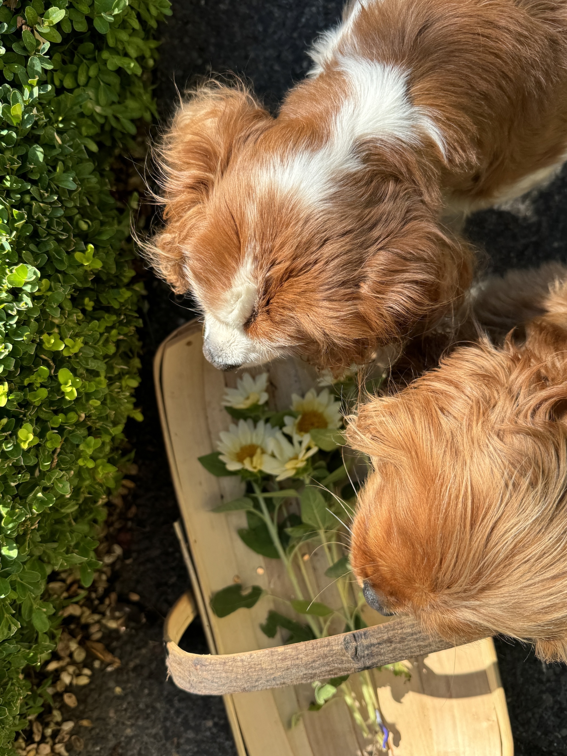 Twopupslookingdowntrugsunflowersgarden