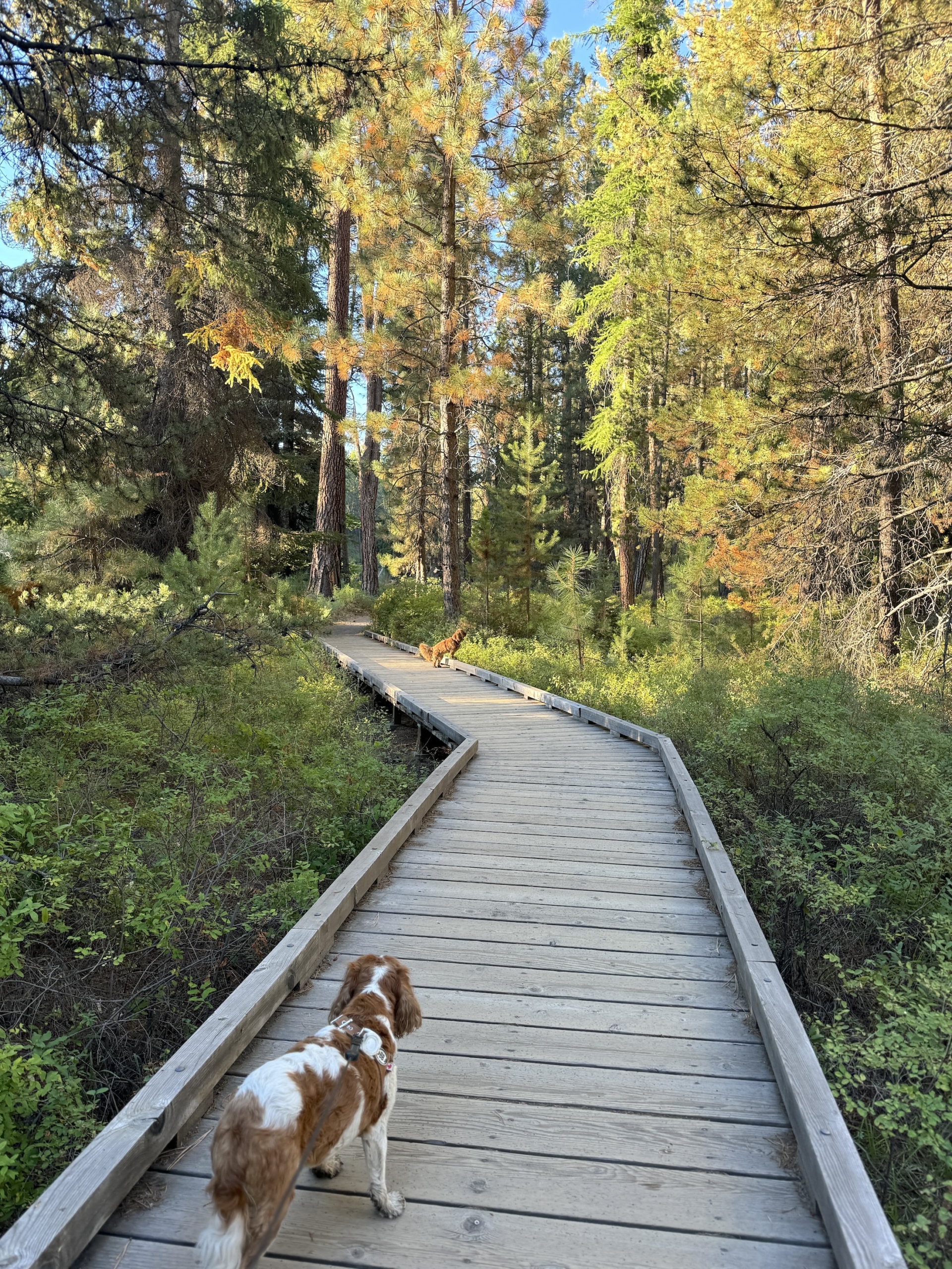 Normannelleboardwalkshevlintreesfirstdayautumn24