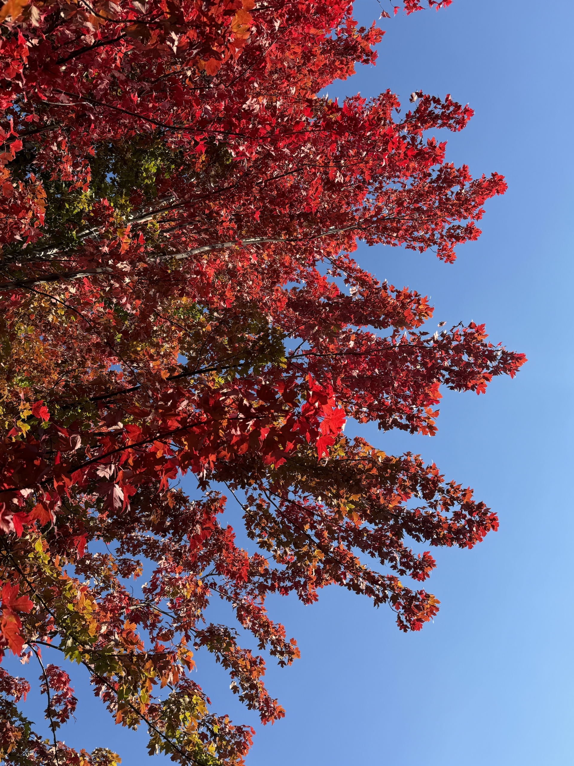 Autumnredleavesskyblue