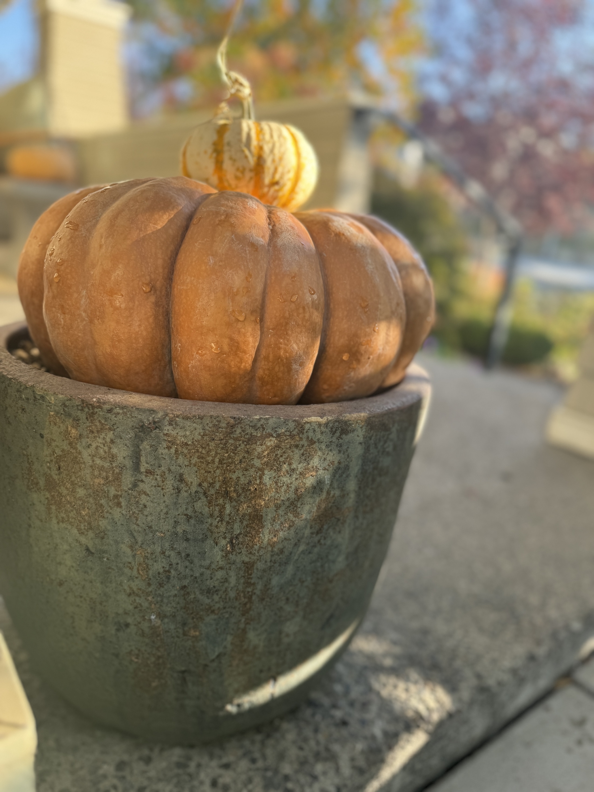 Pumpkinspotscloseup