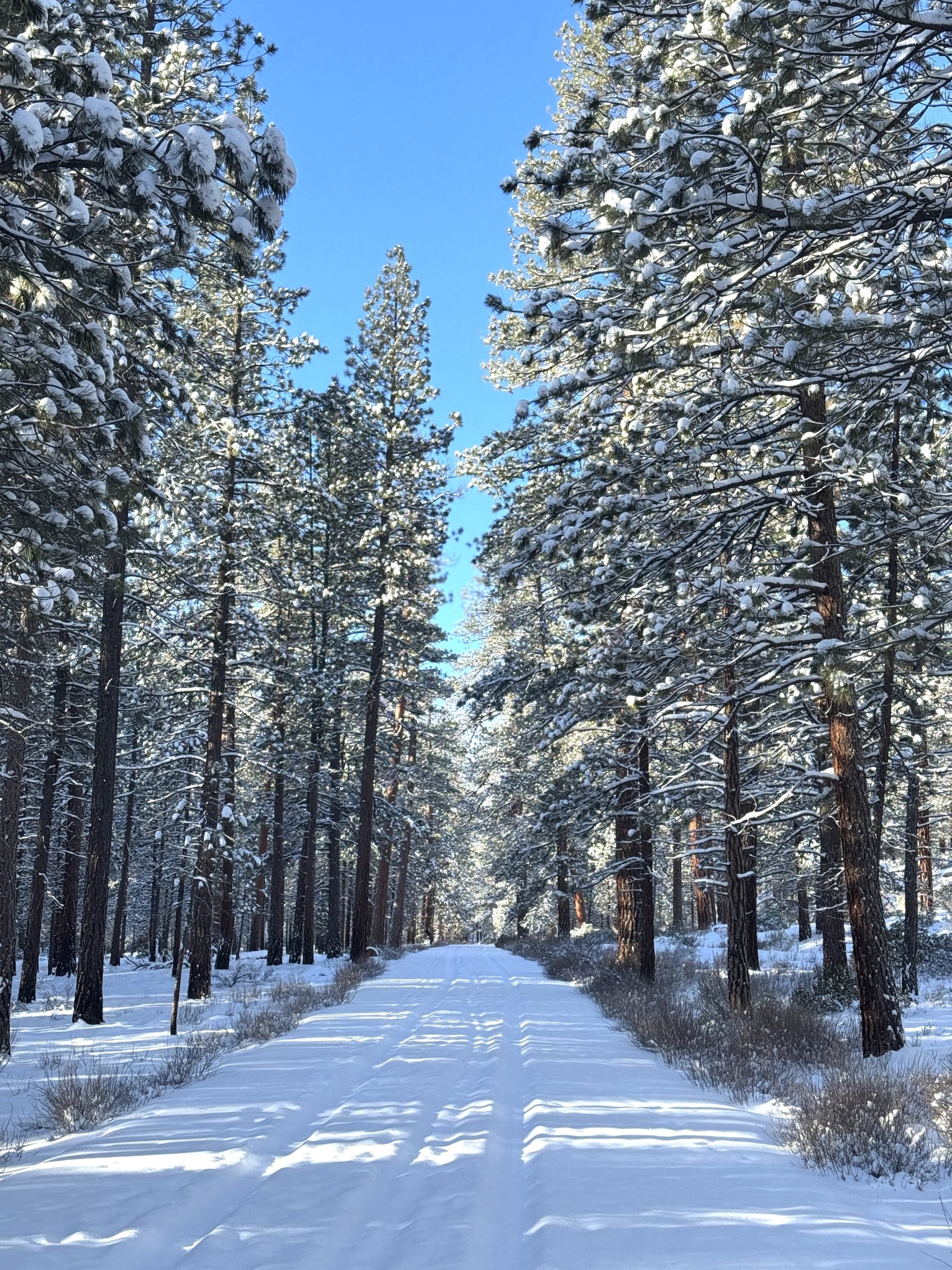 Winterroadrunningpathtreesblueskyfeb25