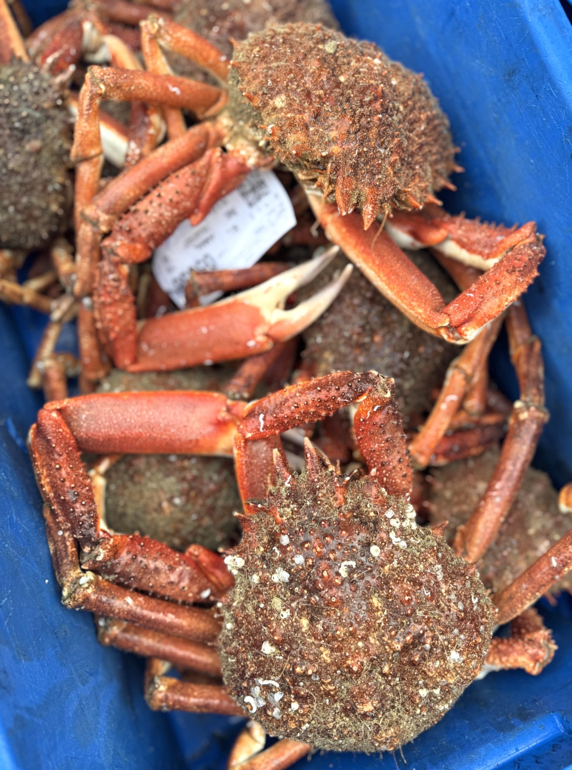 Crabbrittany