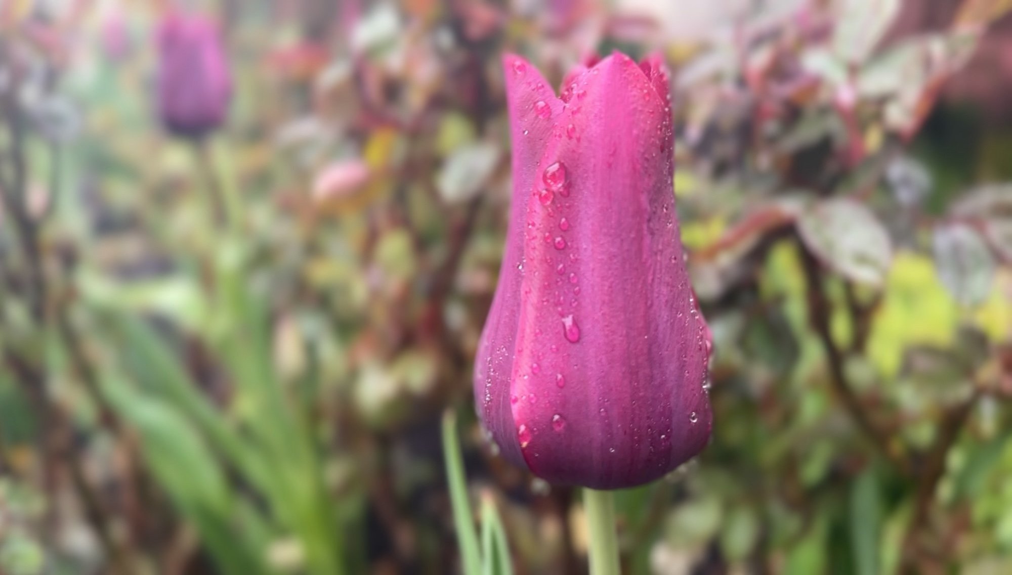Lastinglovetuliprain