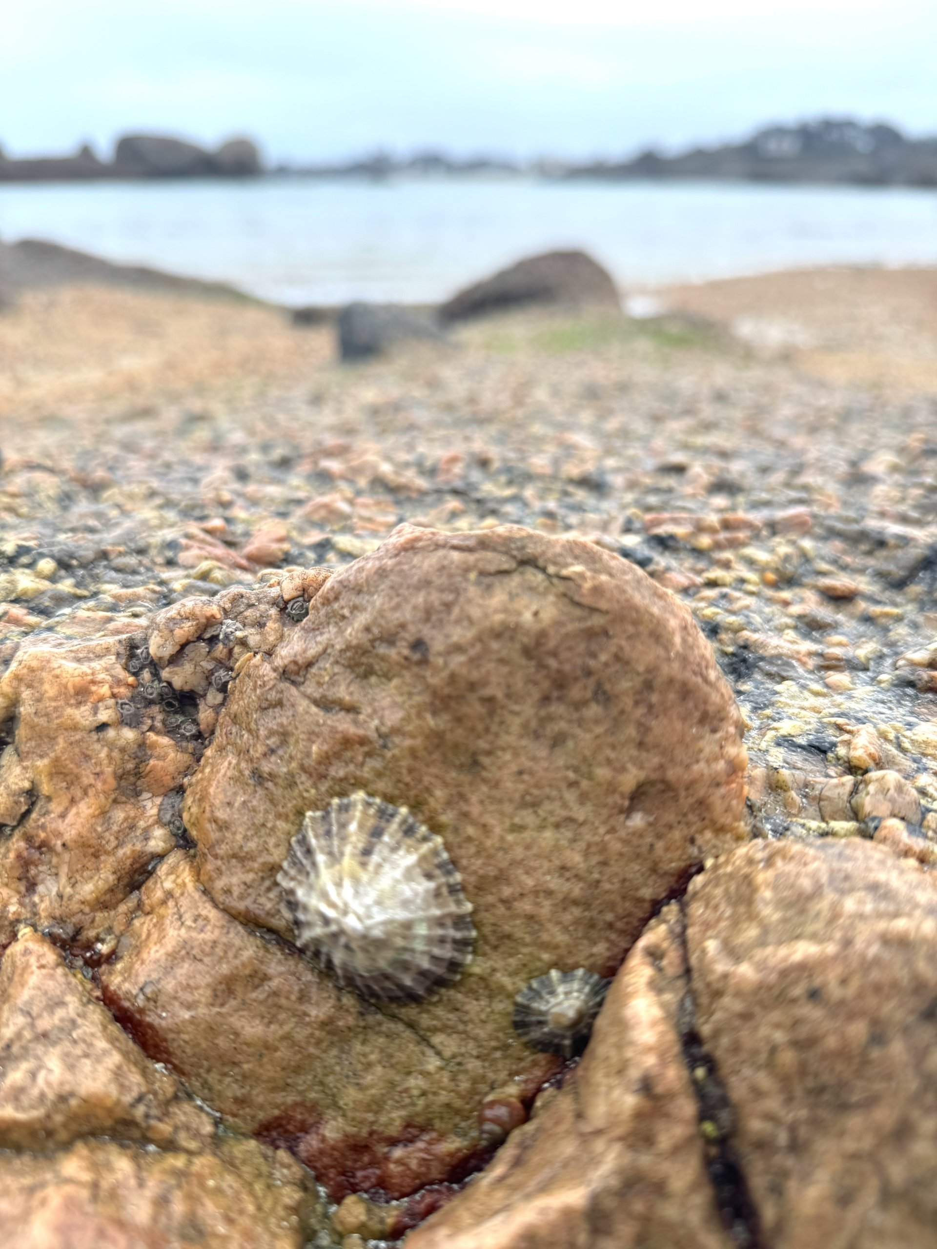 Oneshellerockpinkgranitebaybkgrd