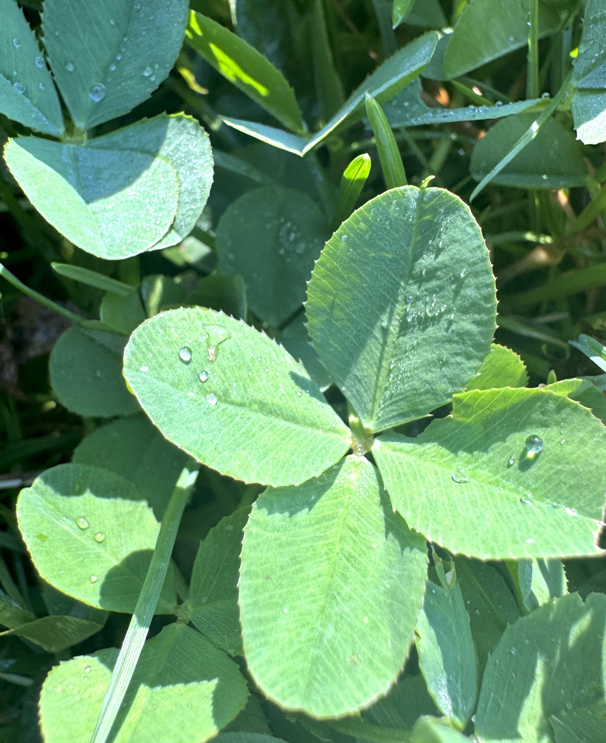 Fourleafclover71425alpenglowtwowaterdrop