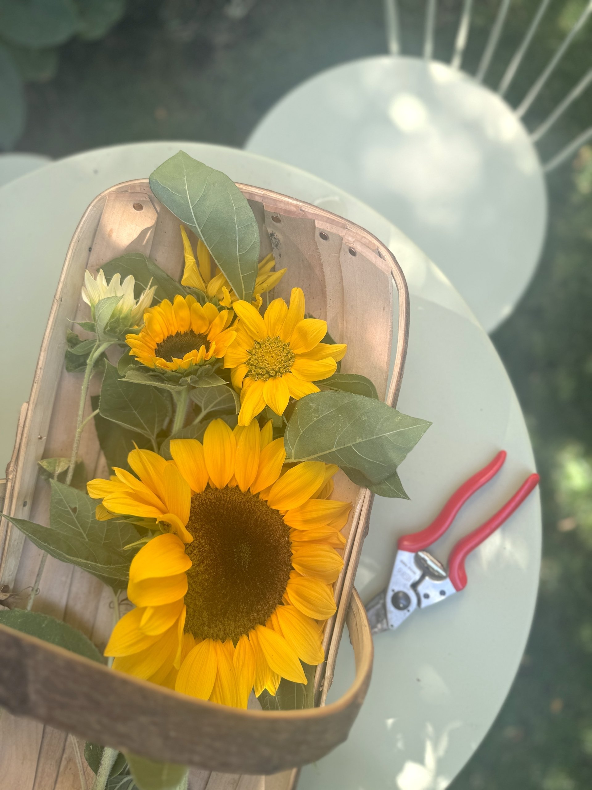 Sunflowerstrugbistrogardensecateurs