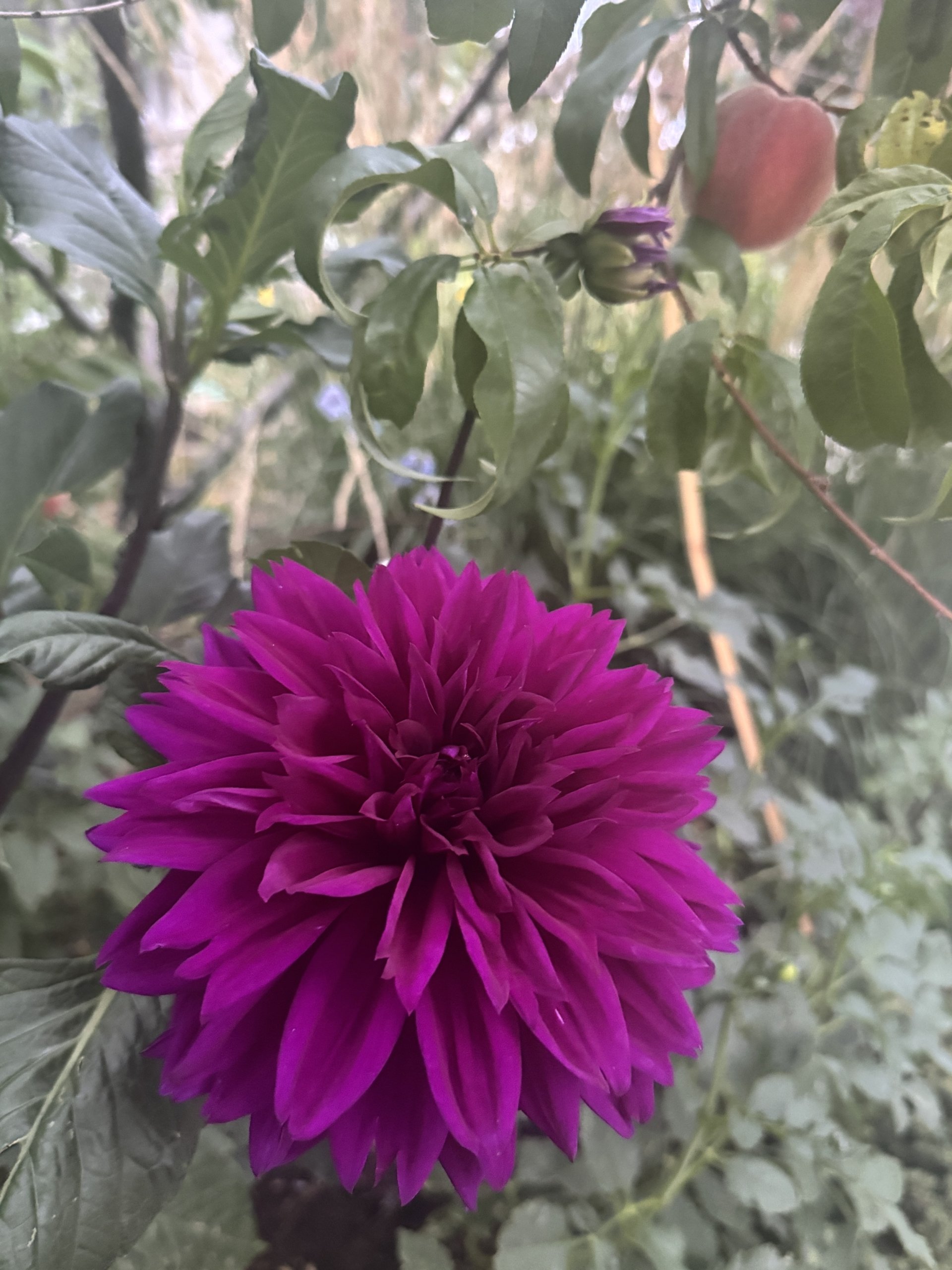 2ndpurpledahliathomasedison