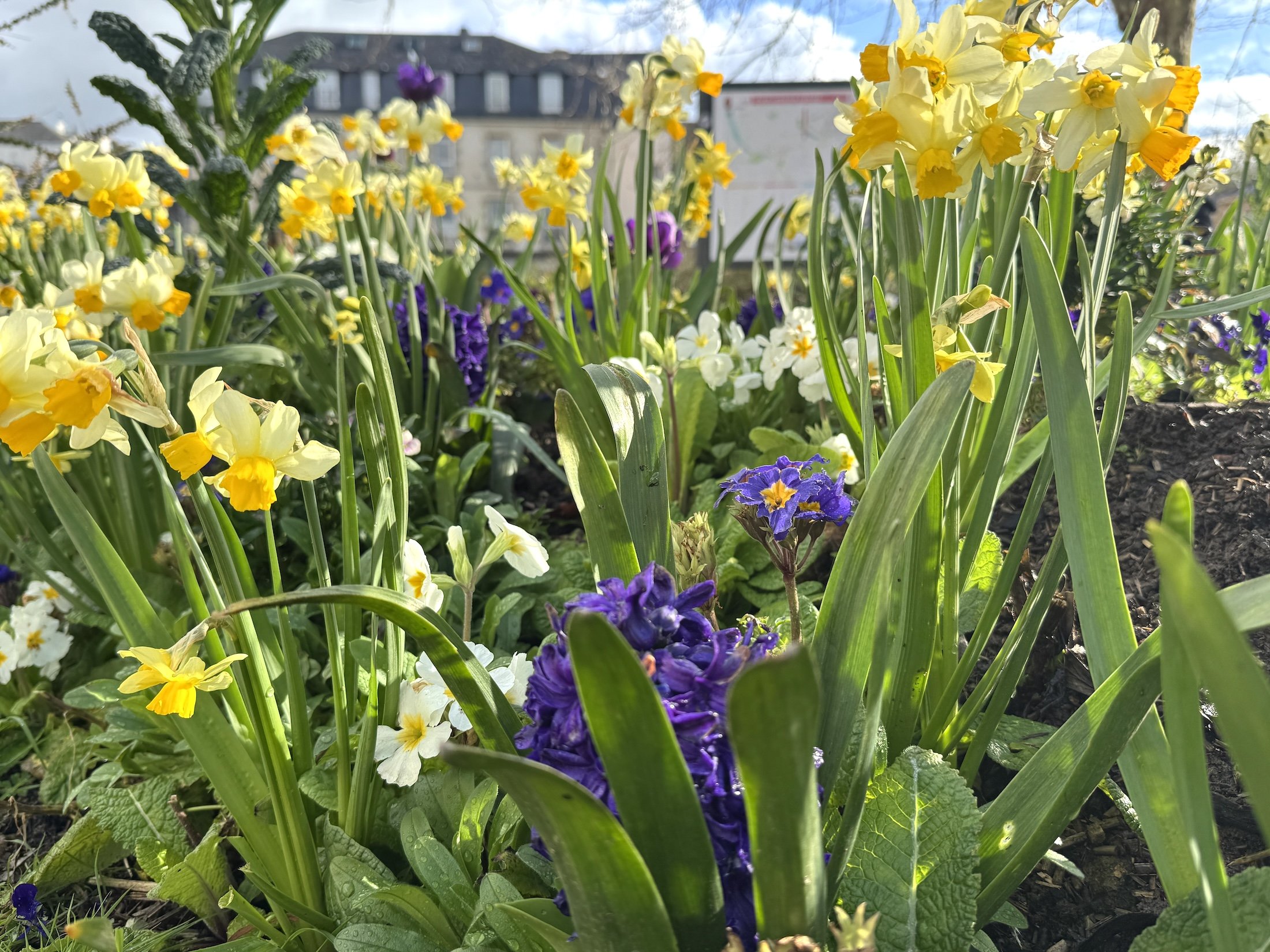 Daffodilshycinthprimroseslannion