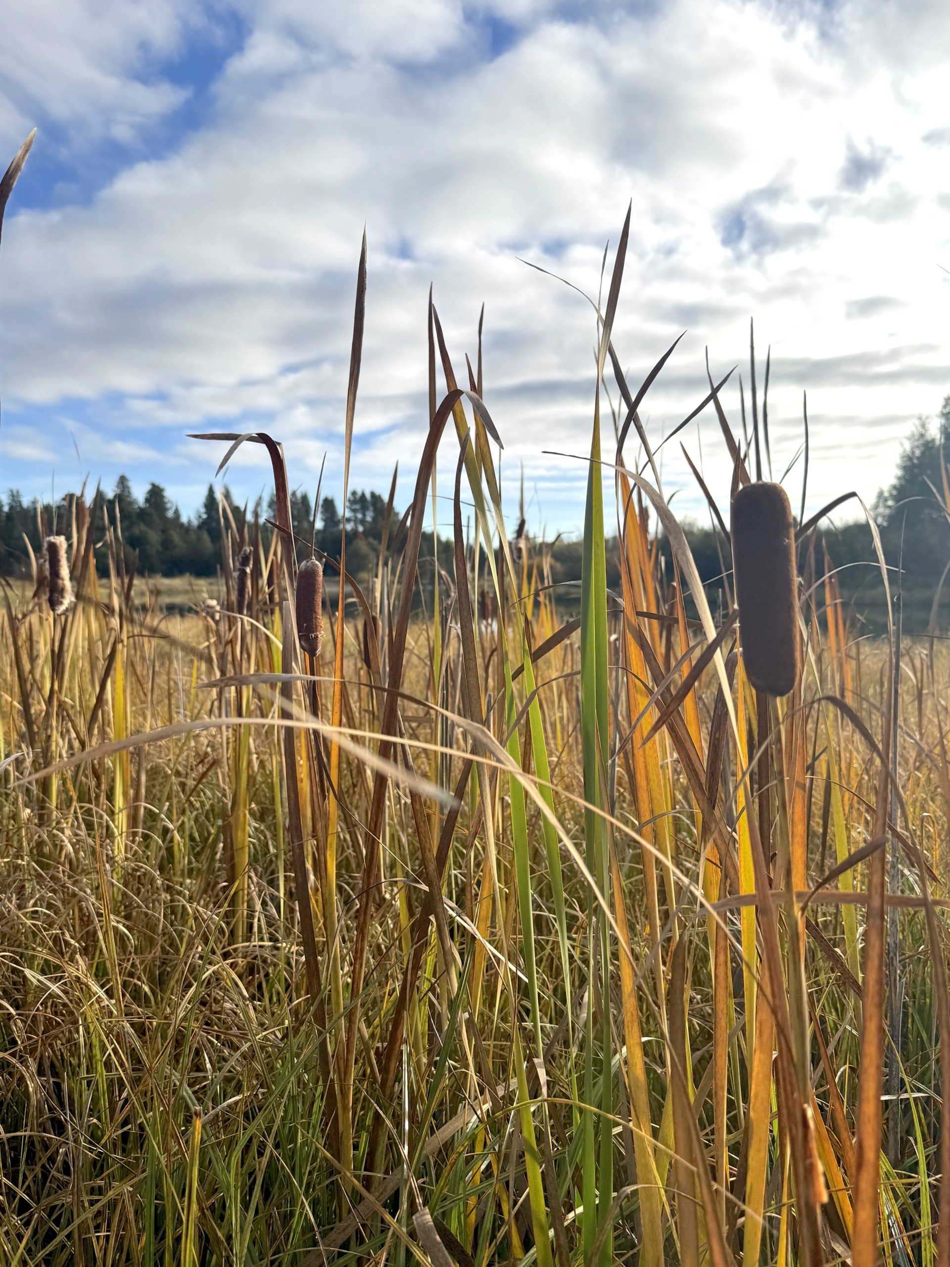 A Mindful Day: Everyday Practices for Living in the Present – A 24-hour Sojourn