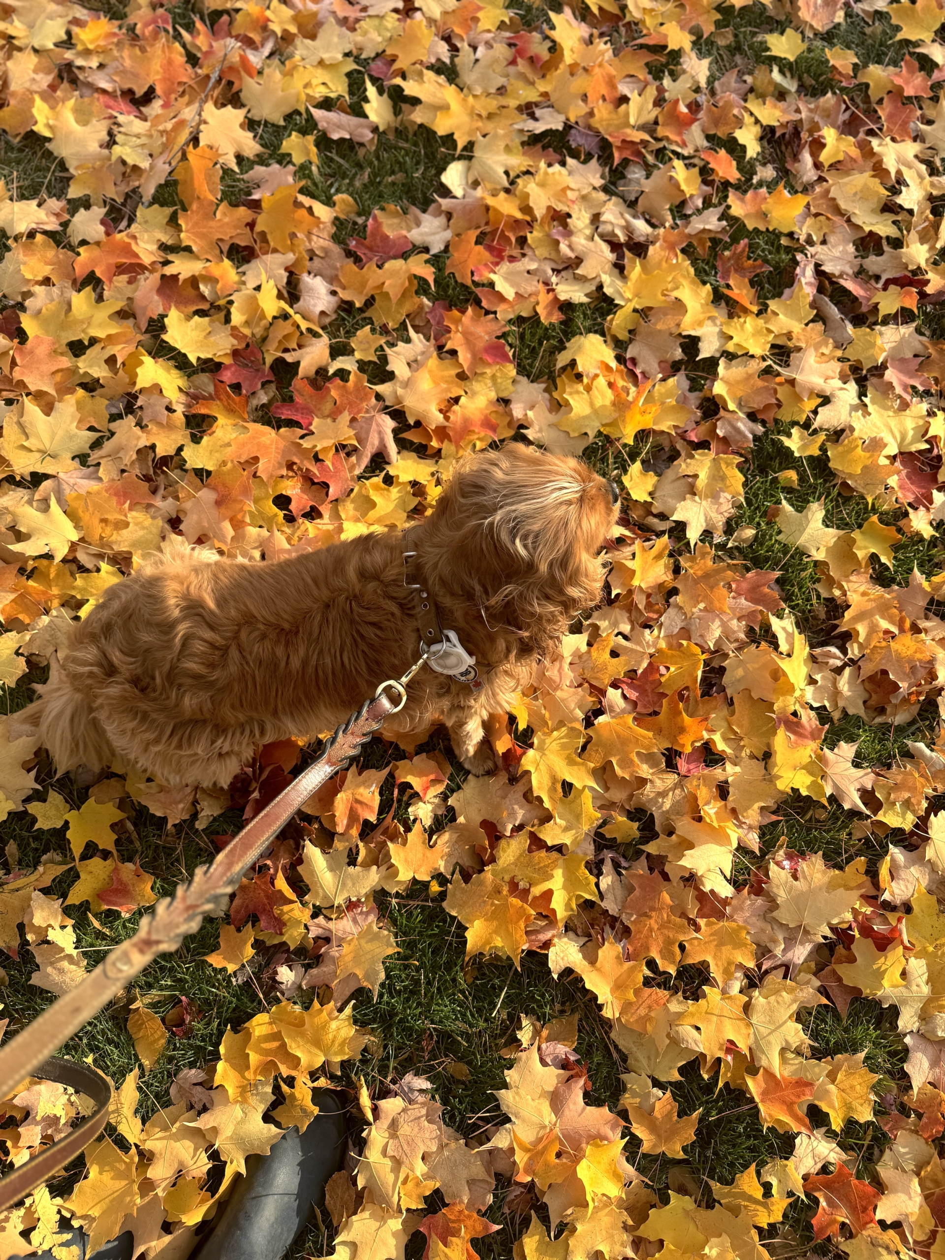 Nelleorangeyellowleavesmorninglighttopshot