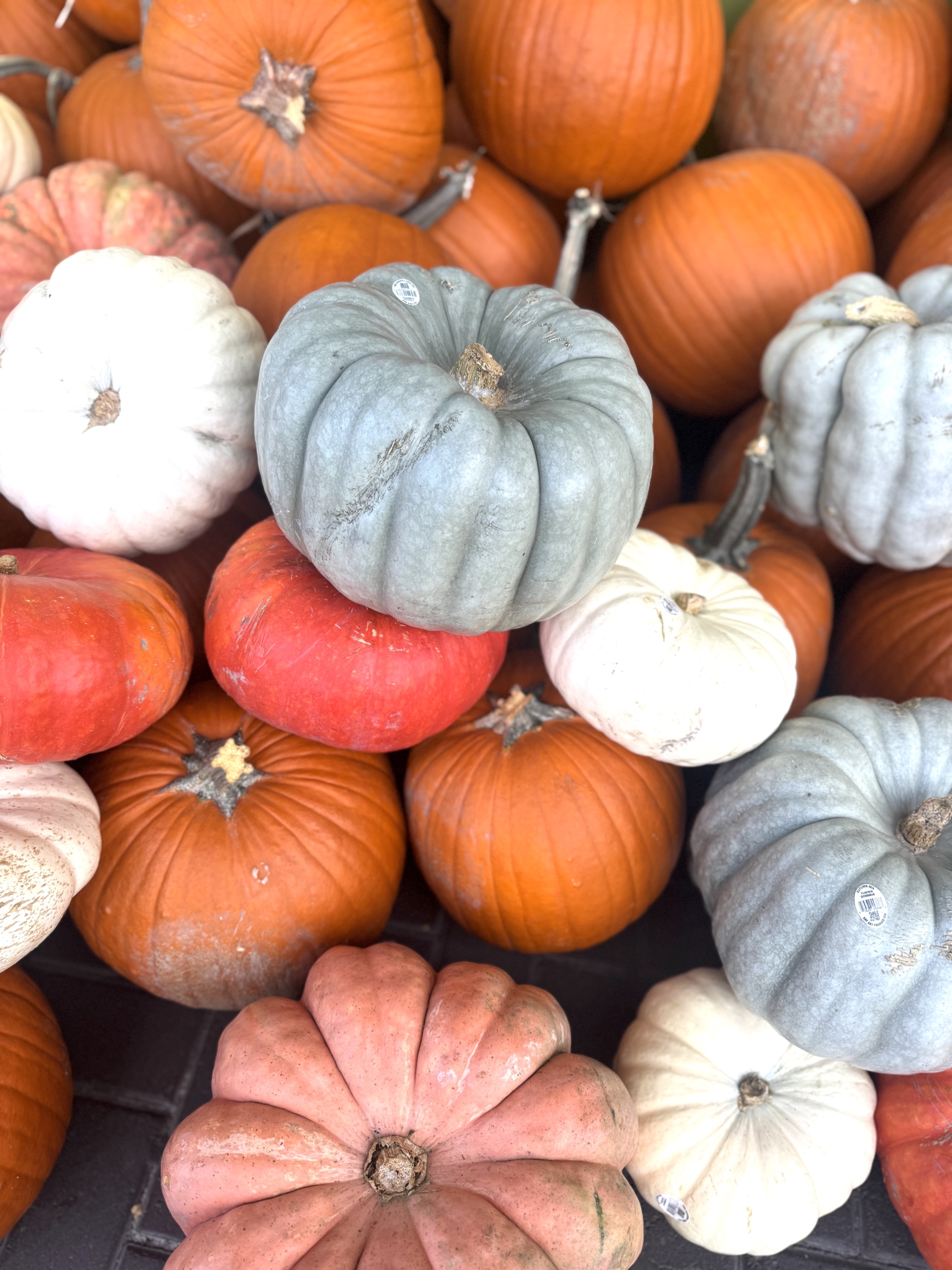 Pileofpumpkinsnewpoert