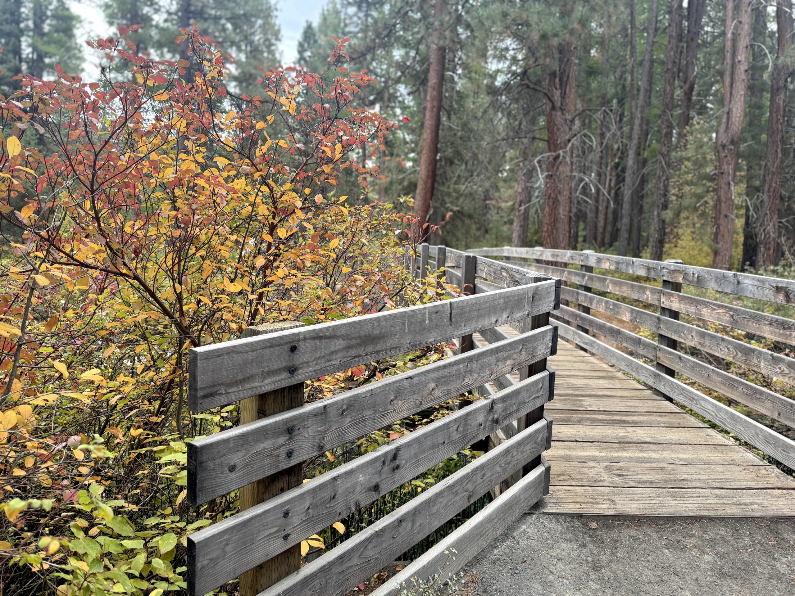 Trailbridgeautumnleaves