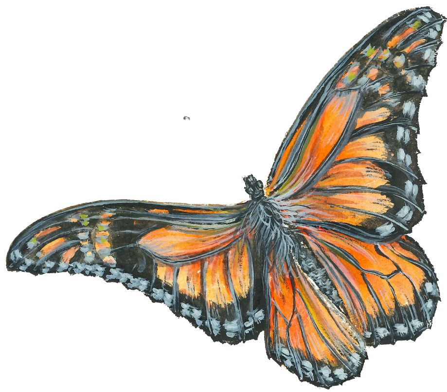 Butterflyillustrationnobkgrd2025