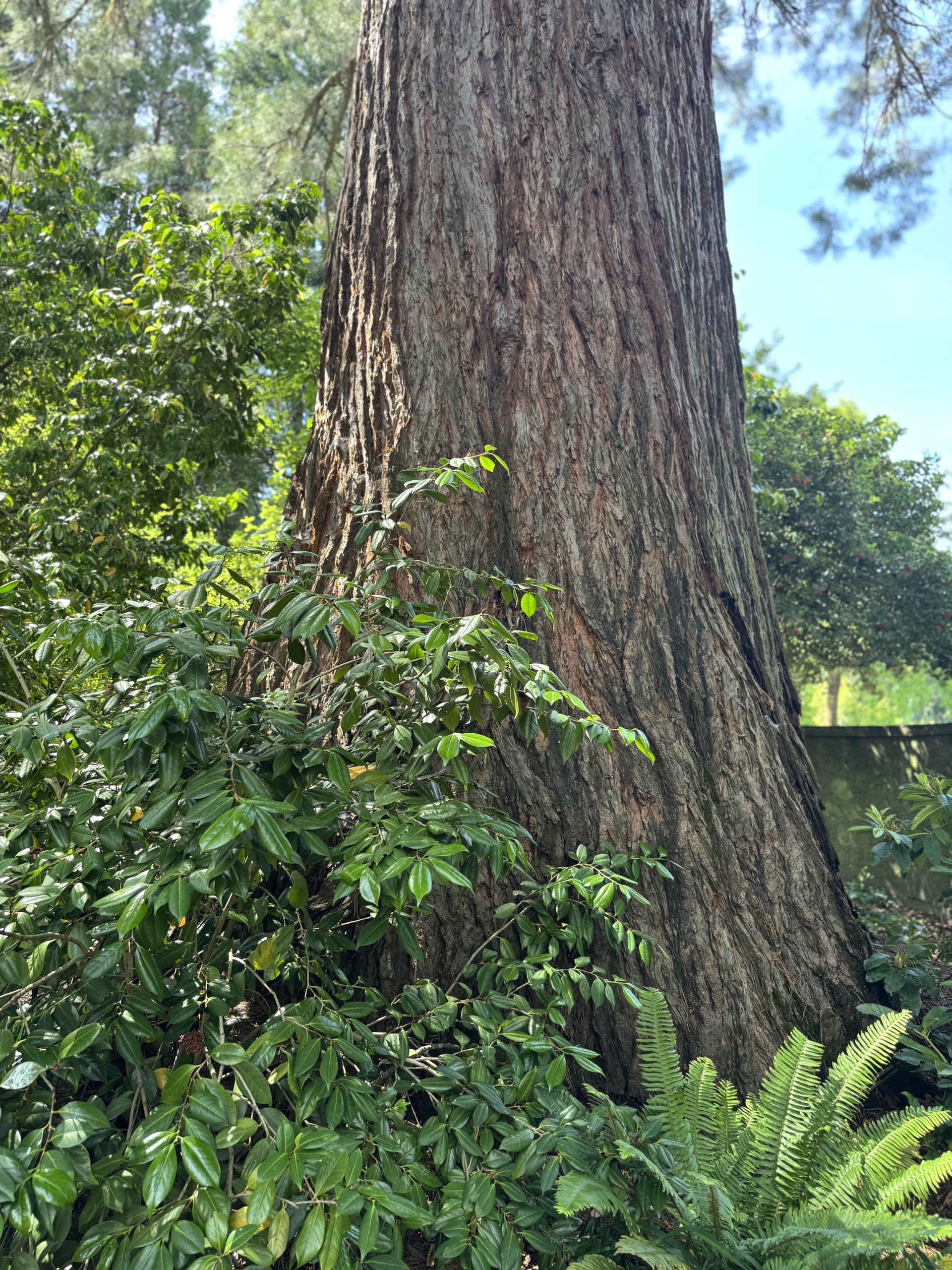Redwoodverycloseuptrunk