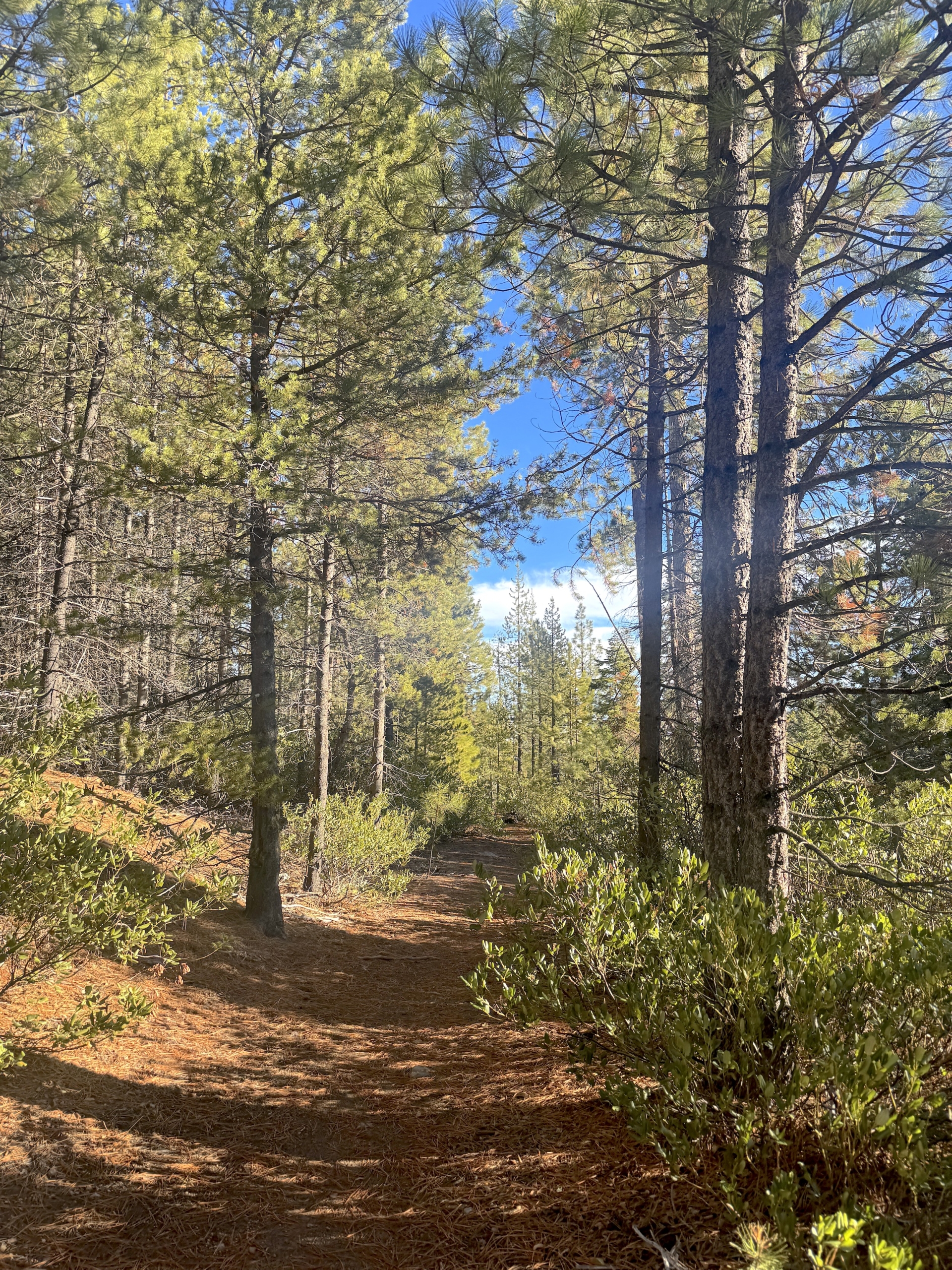 Thetrailpathblueskypinetrees