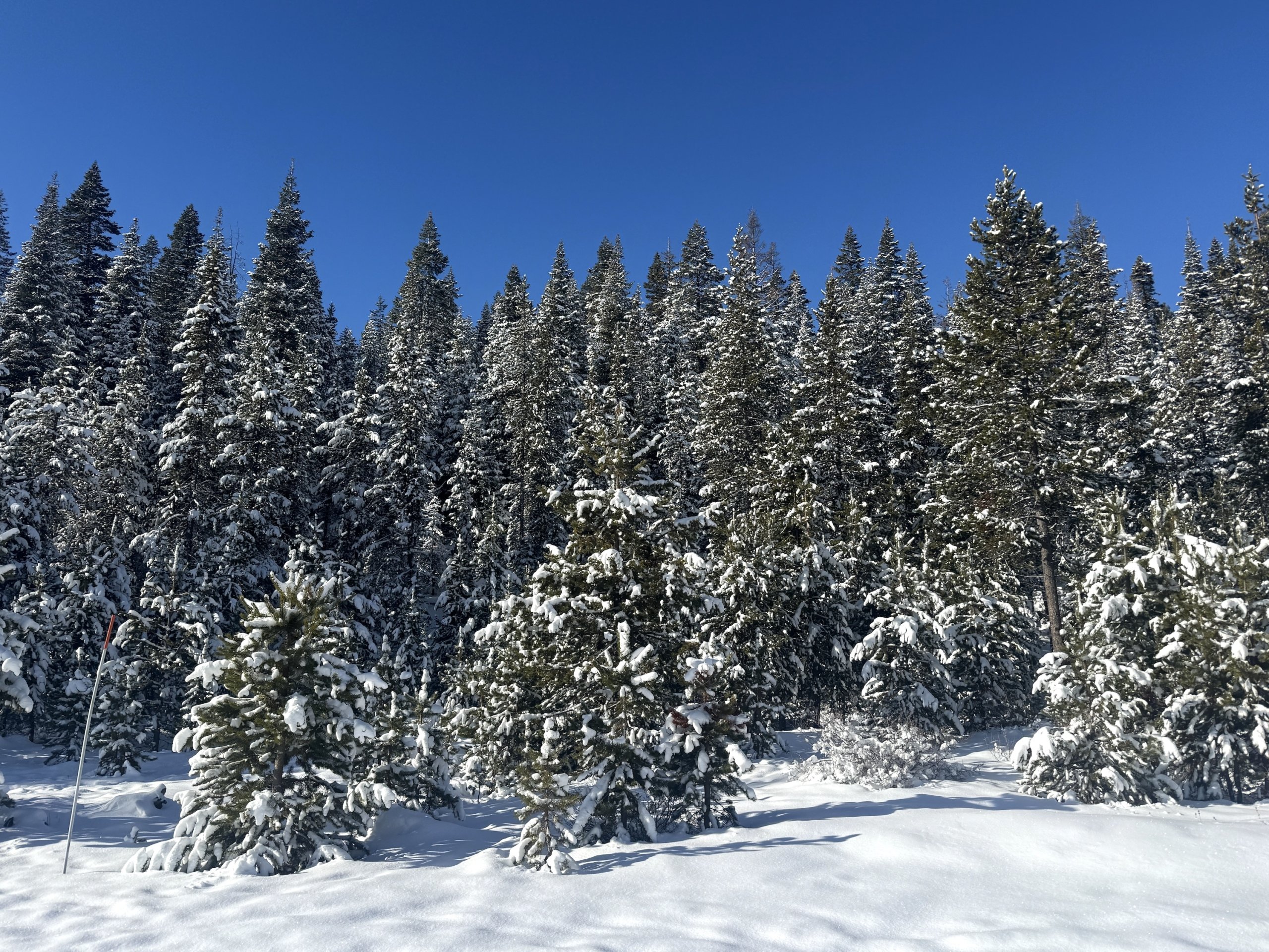 Snowblueskypinetreesnotracks