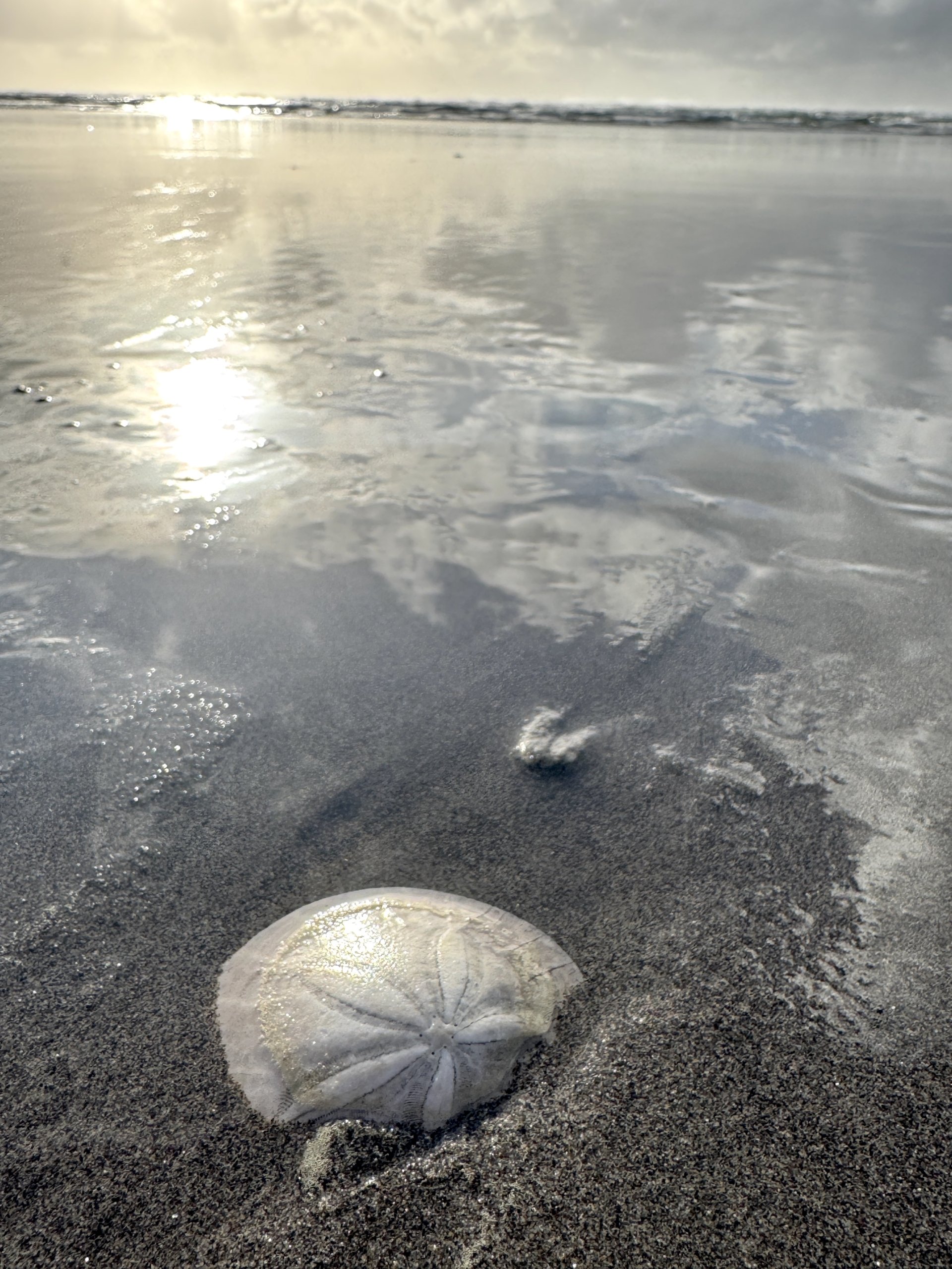 Sanddollaroceansunset
