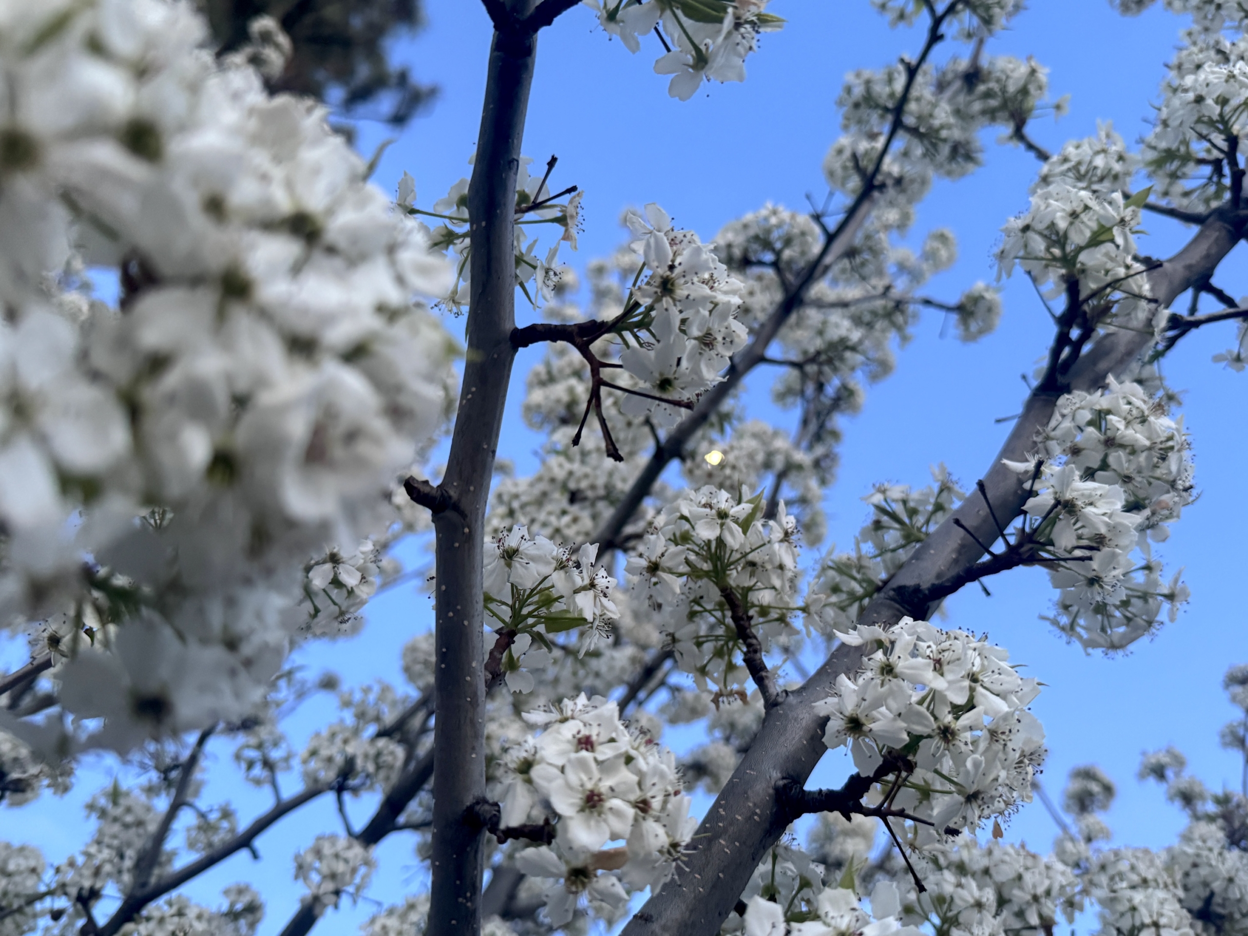 Moonthroughwhiteblossomsbluesky