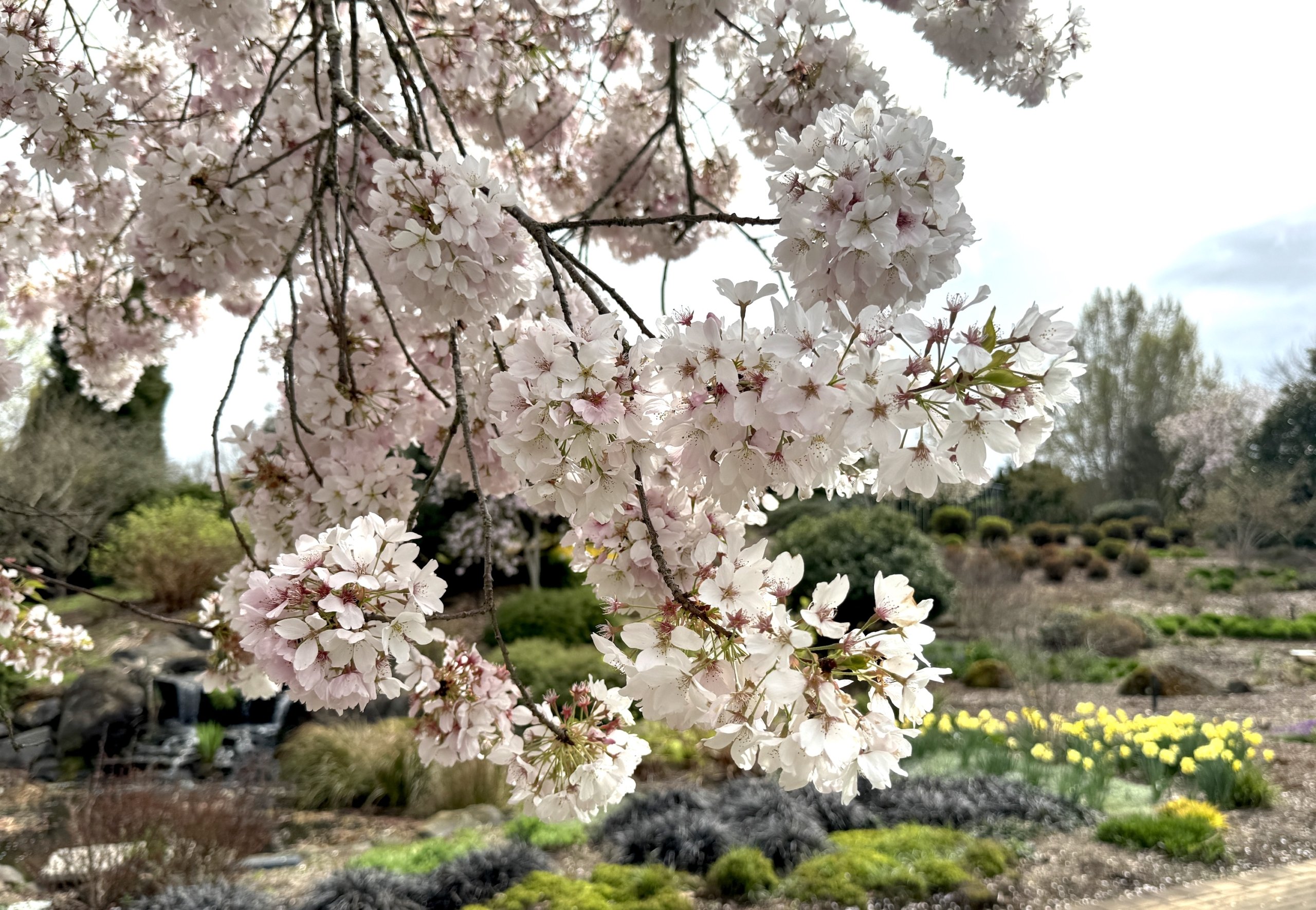 Cherryblossomblushwhitepondbkgrddaffodilsoregongarden