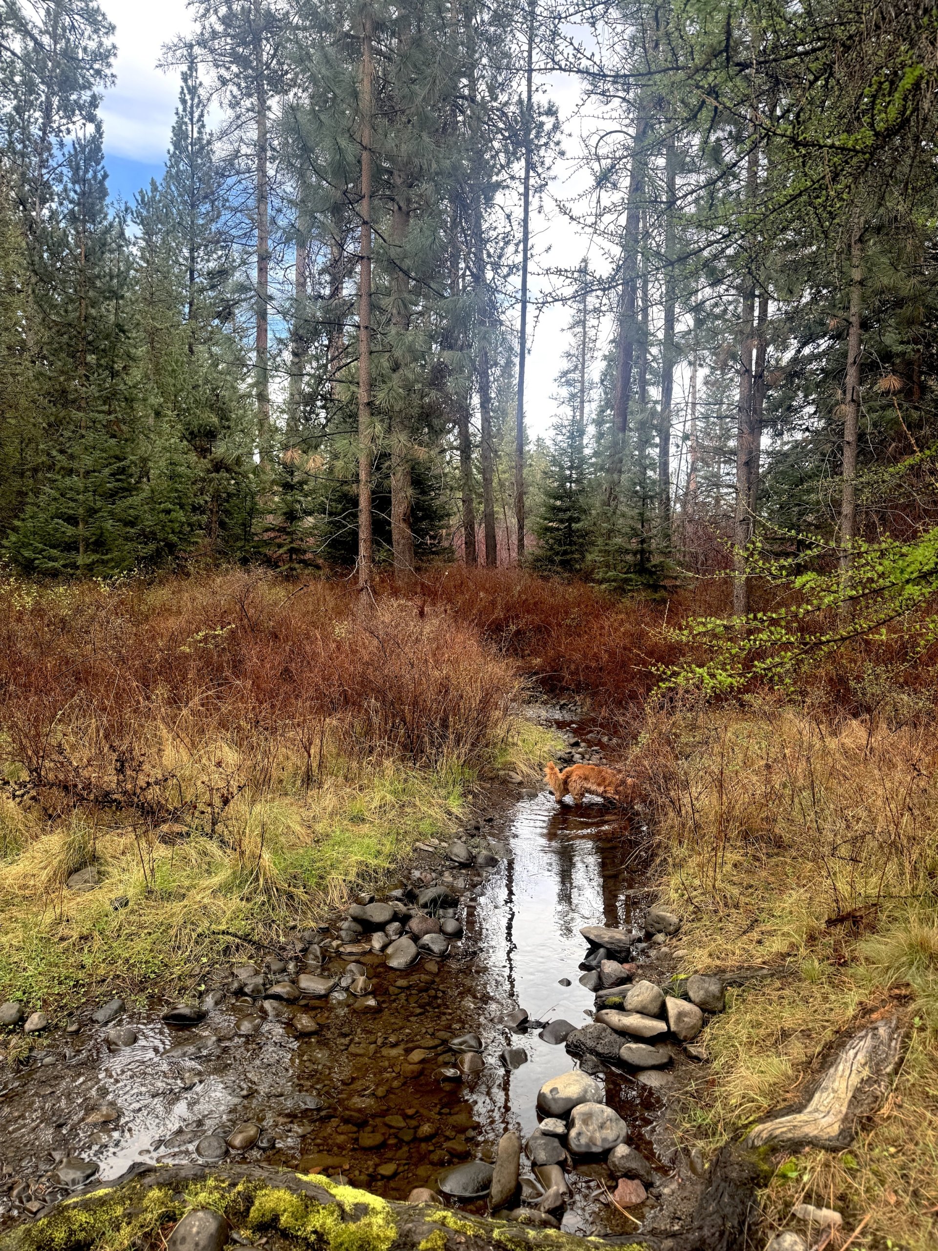 Nellecreekinitmiddleblueskytrees