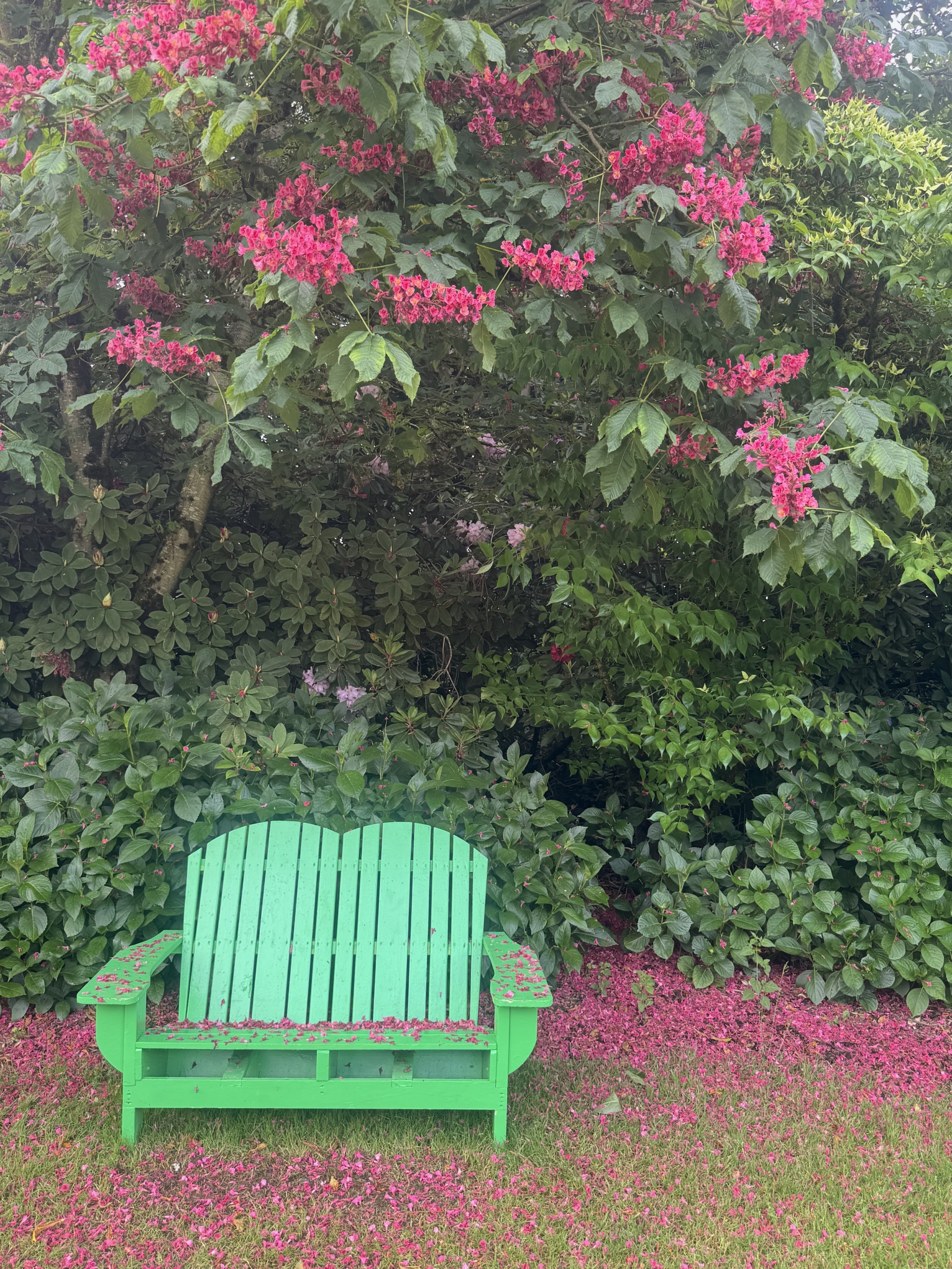 Greenbenchirisgardenpinkblossomstree