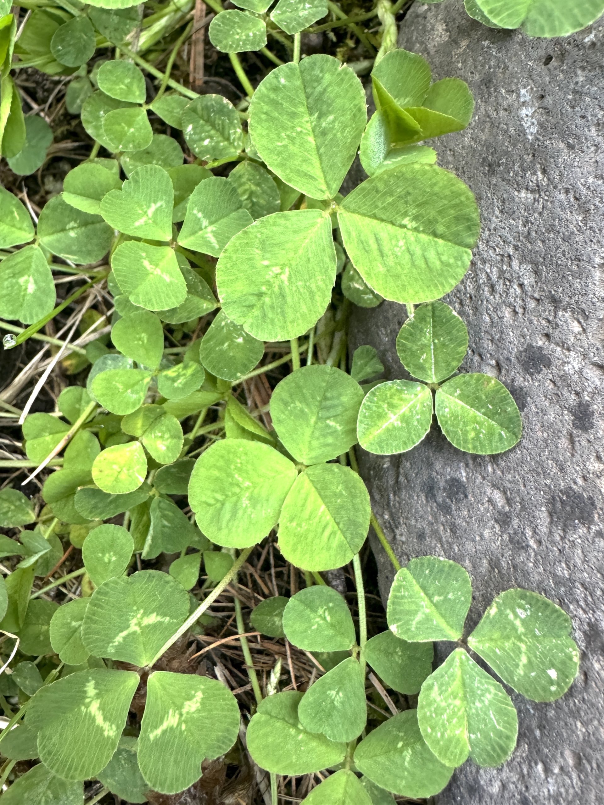 Shamrocksclover