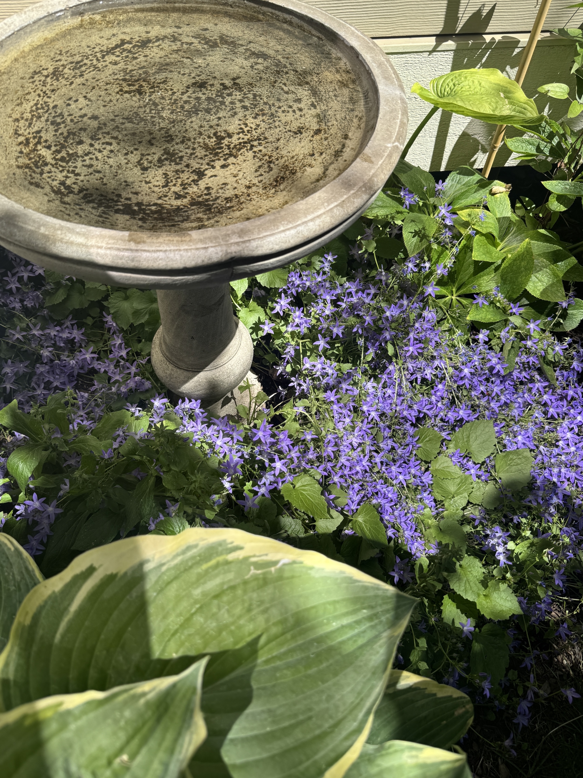 Birdbathbluewaterfallgroundcoverhostas
