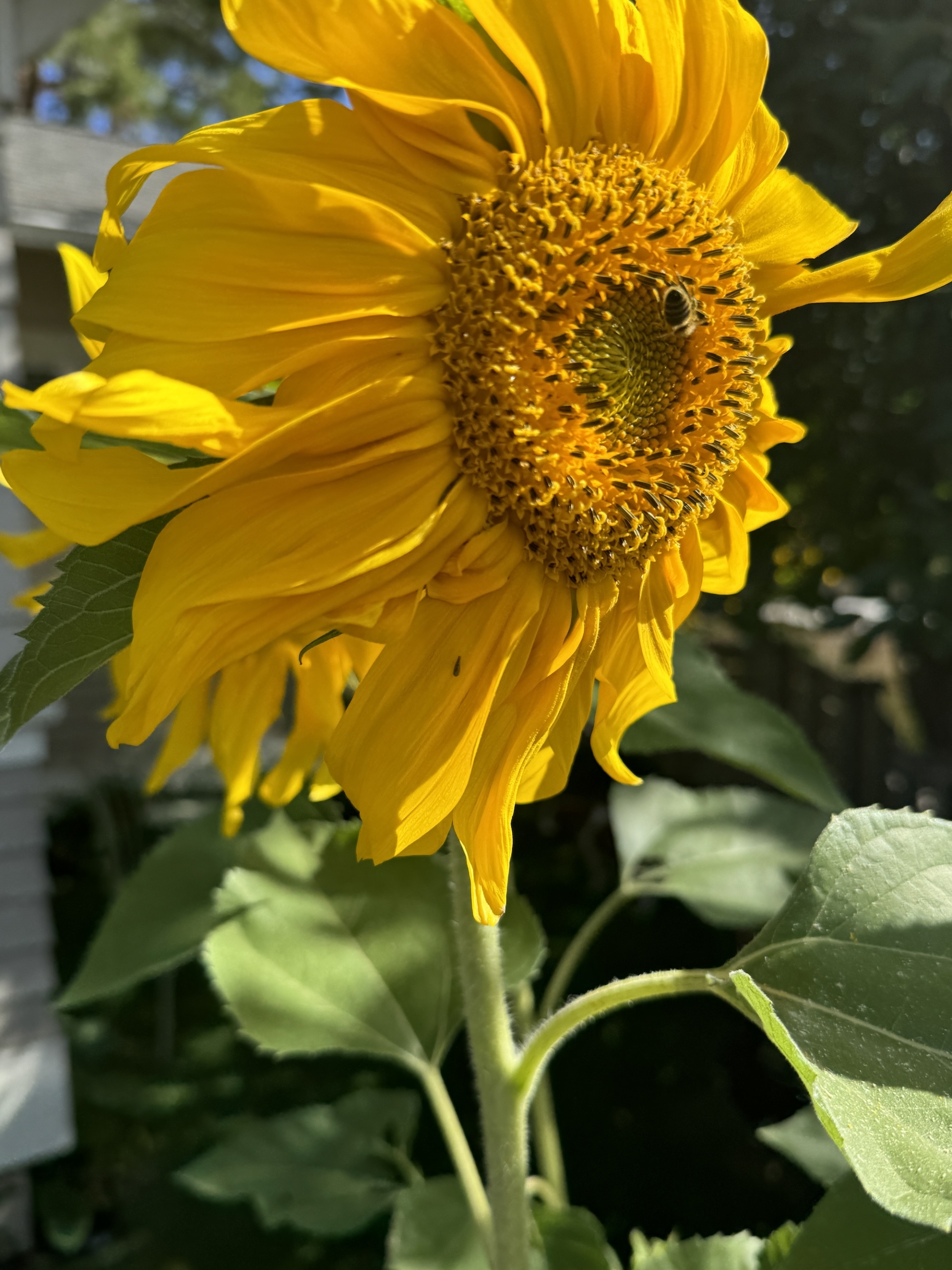Closeupsunflowerbee