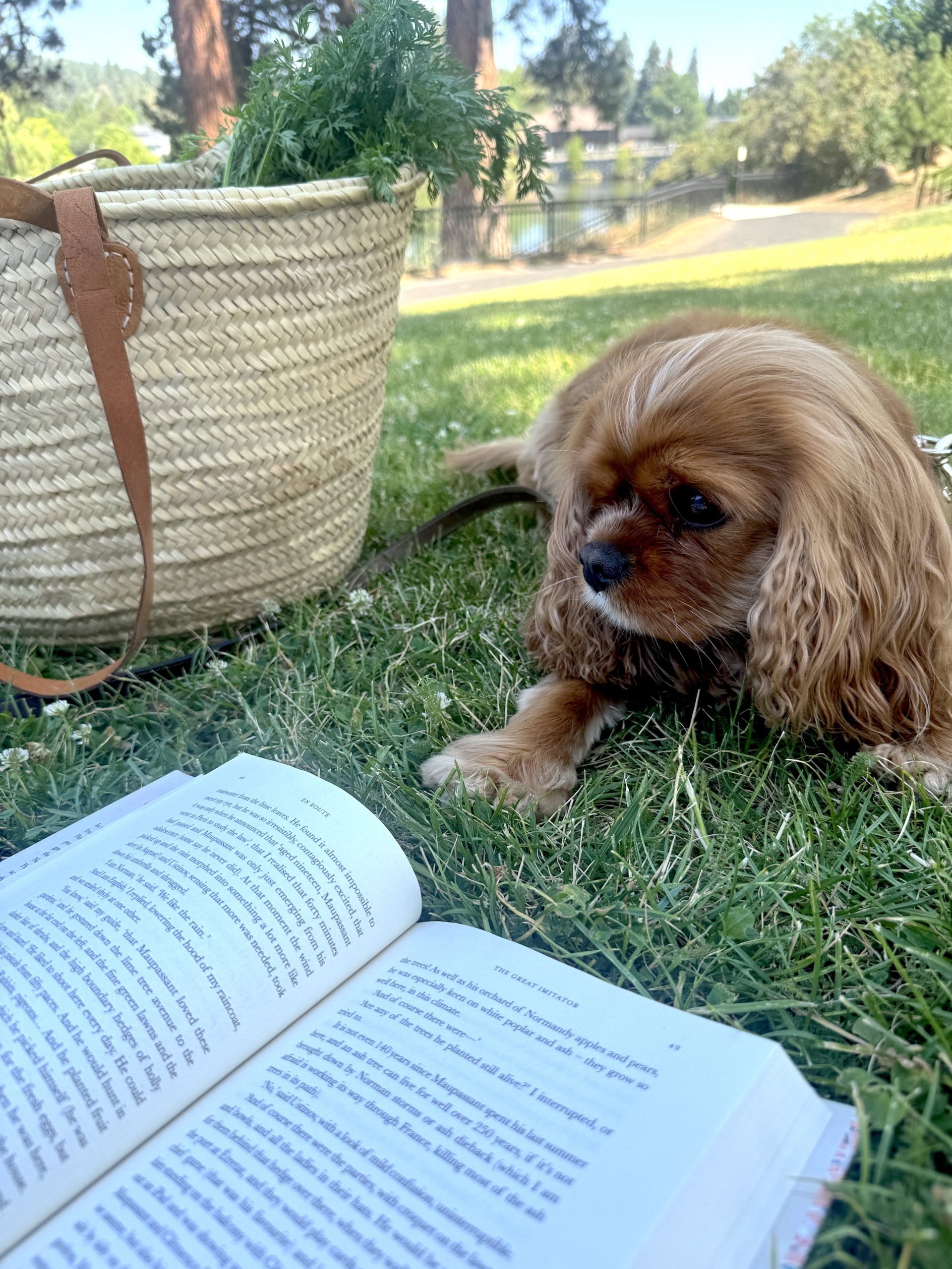 Nellebookbasketpark