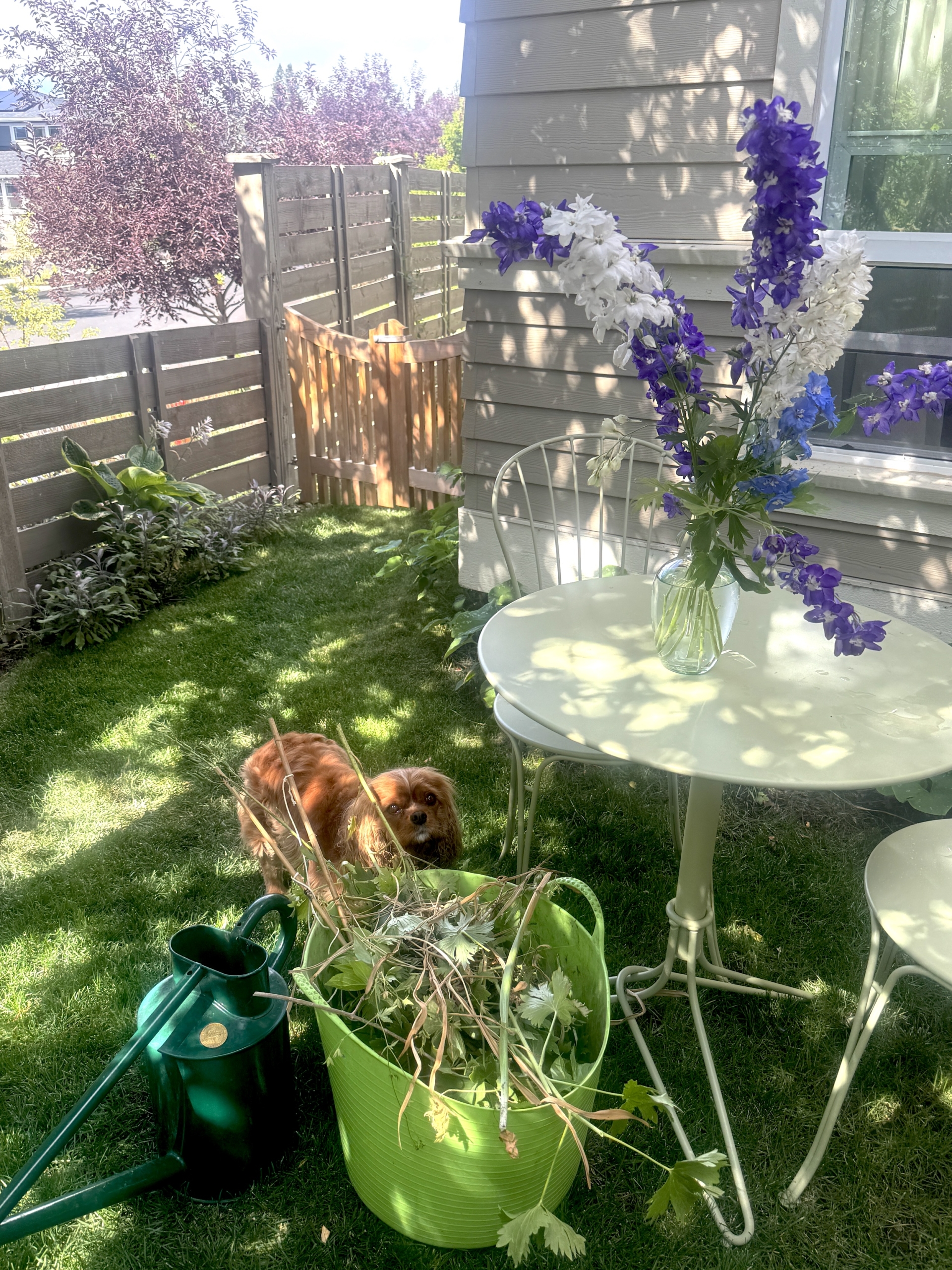 Nelledelphiniumscutgreentablebirdgarden