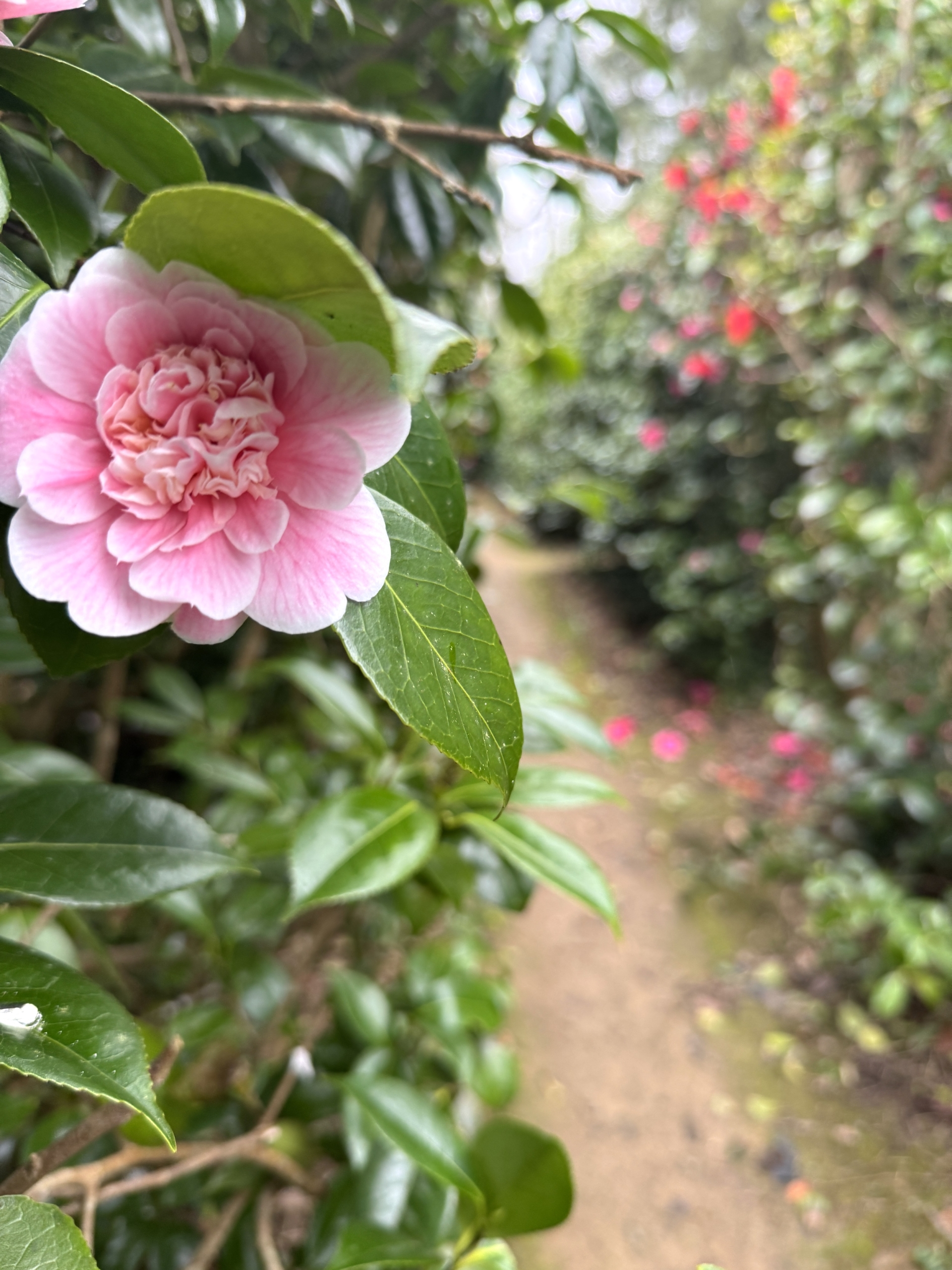 Visiting Parc Botanique de Haute Bretagne in March