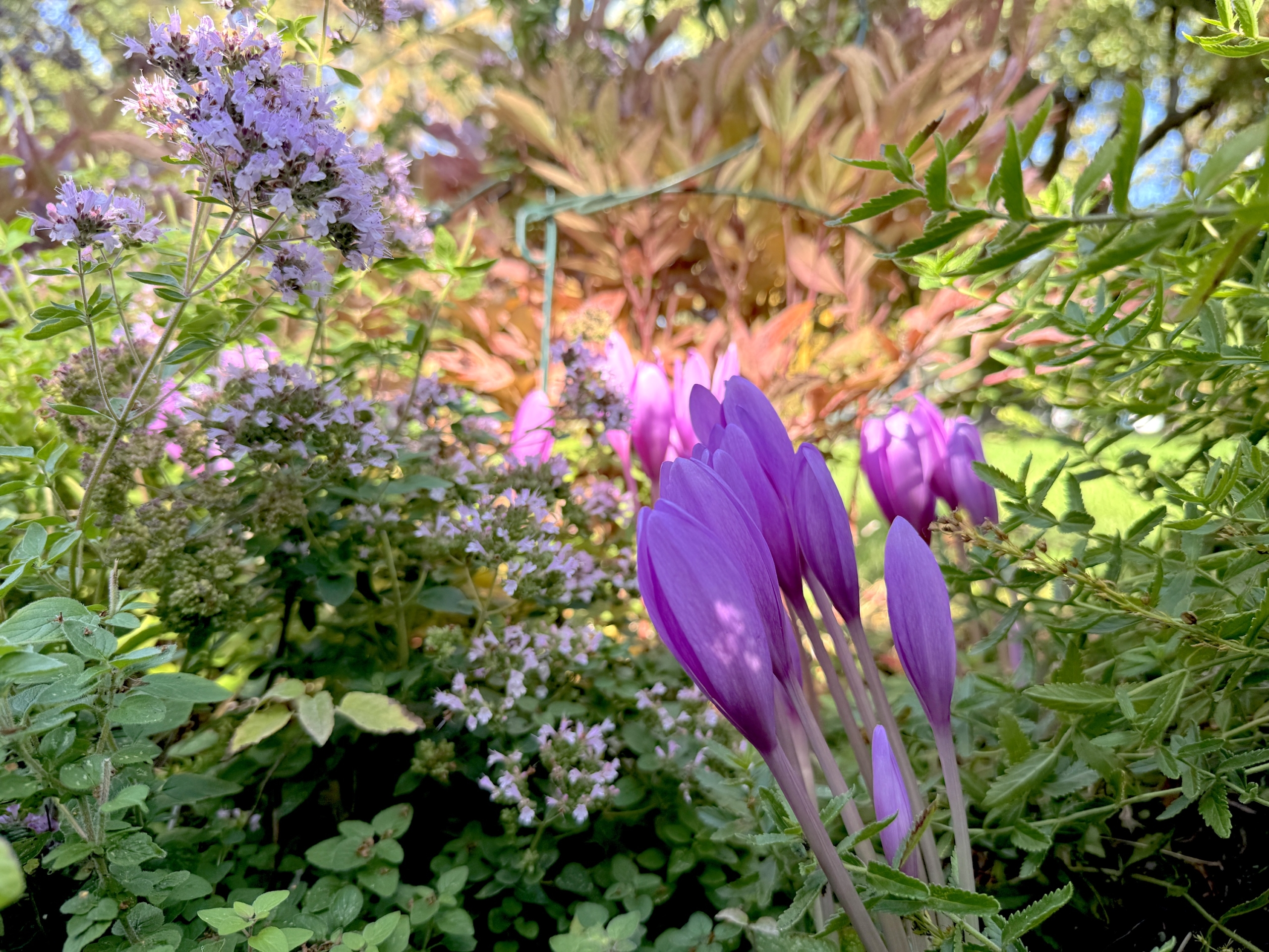 Colchicumsneighborsseaofpurpleautumncolors
