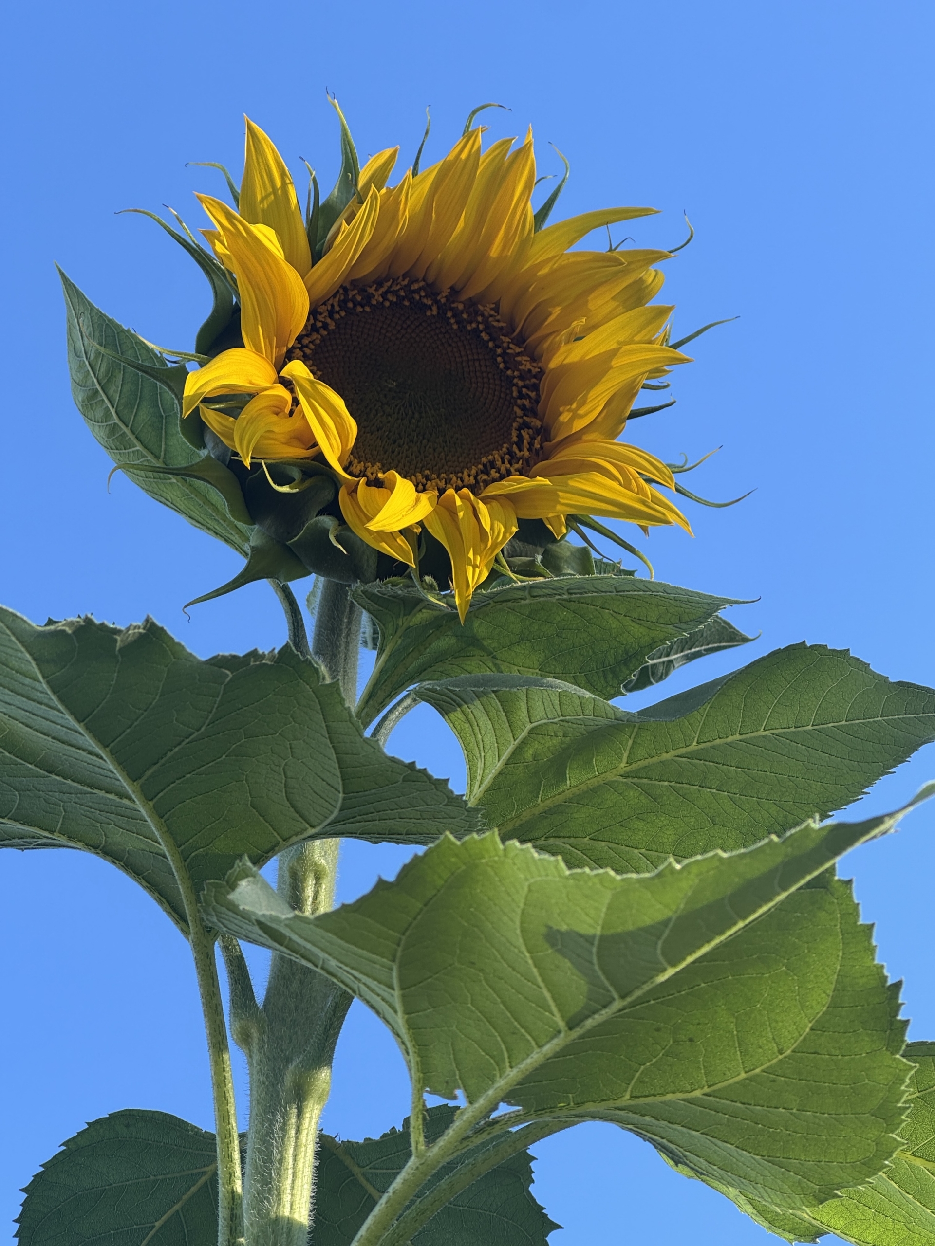 Tallsunflowerblueskycloseupsept26
