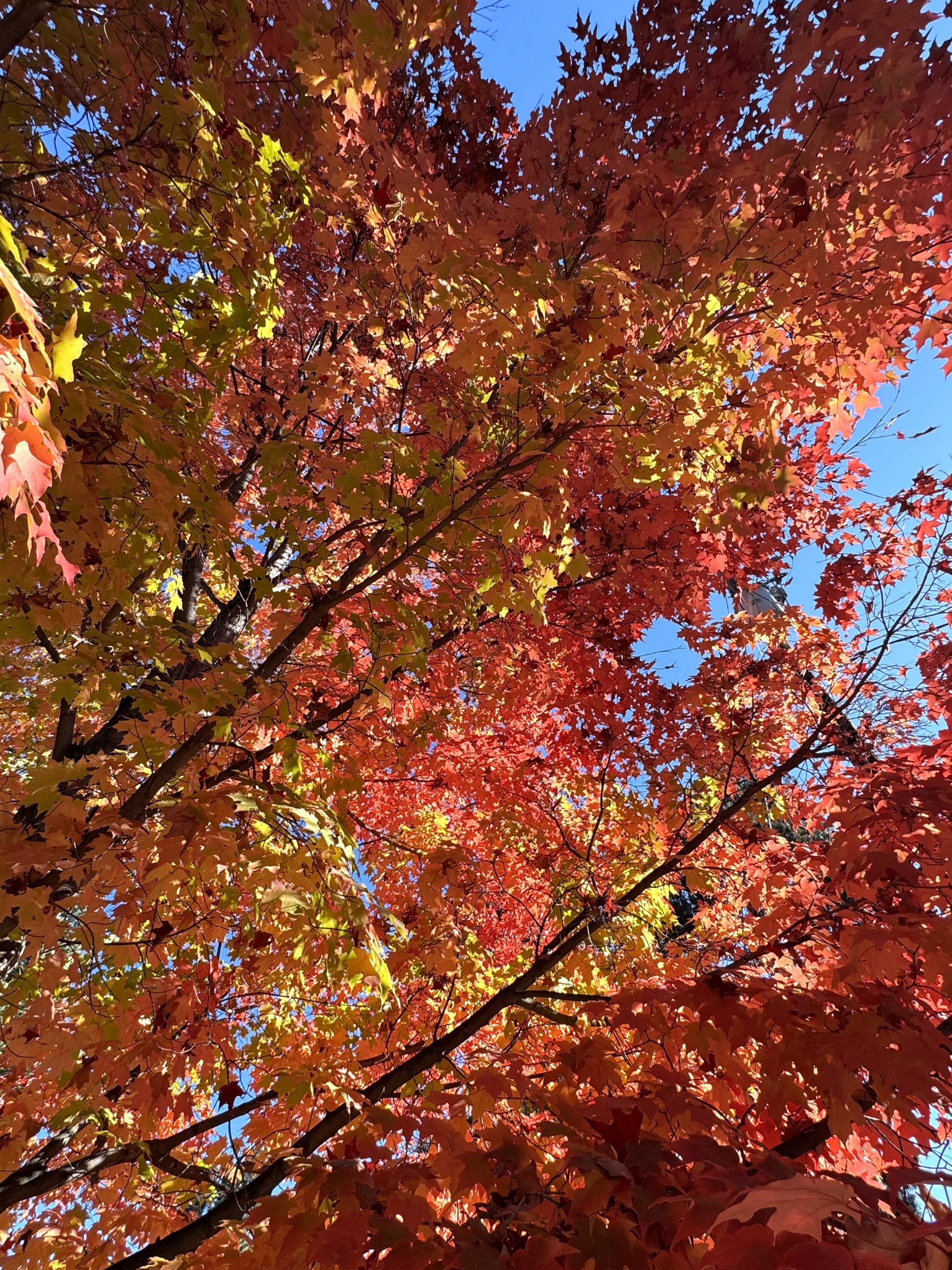 Redautumnleaveslookingupbluesky