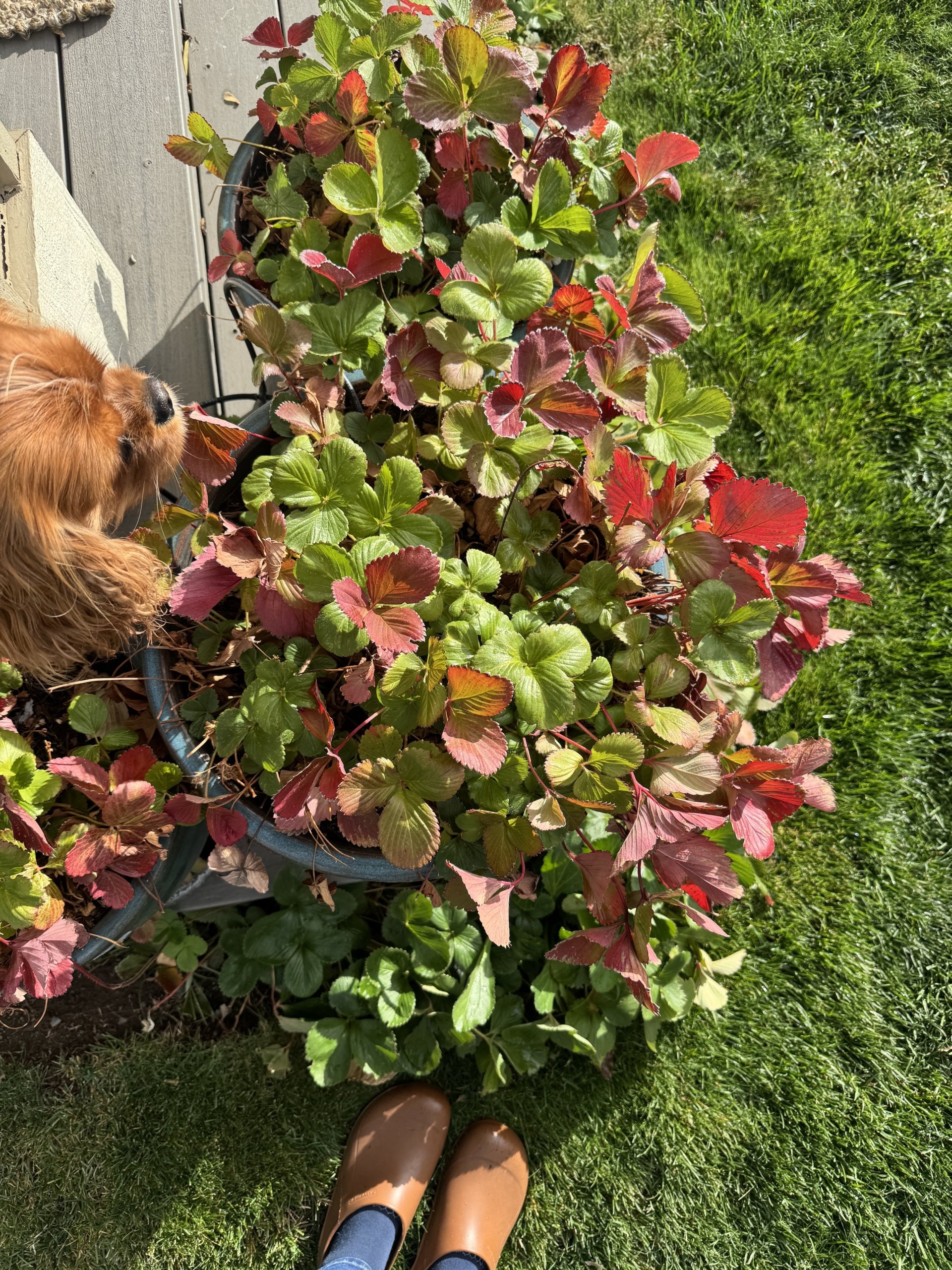 Gardening in October at Le Papillon, 2026